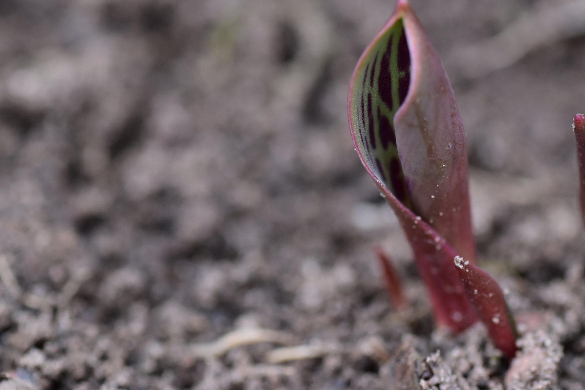 Nikon D5500 sample photo. Spring is comming! photography