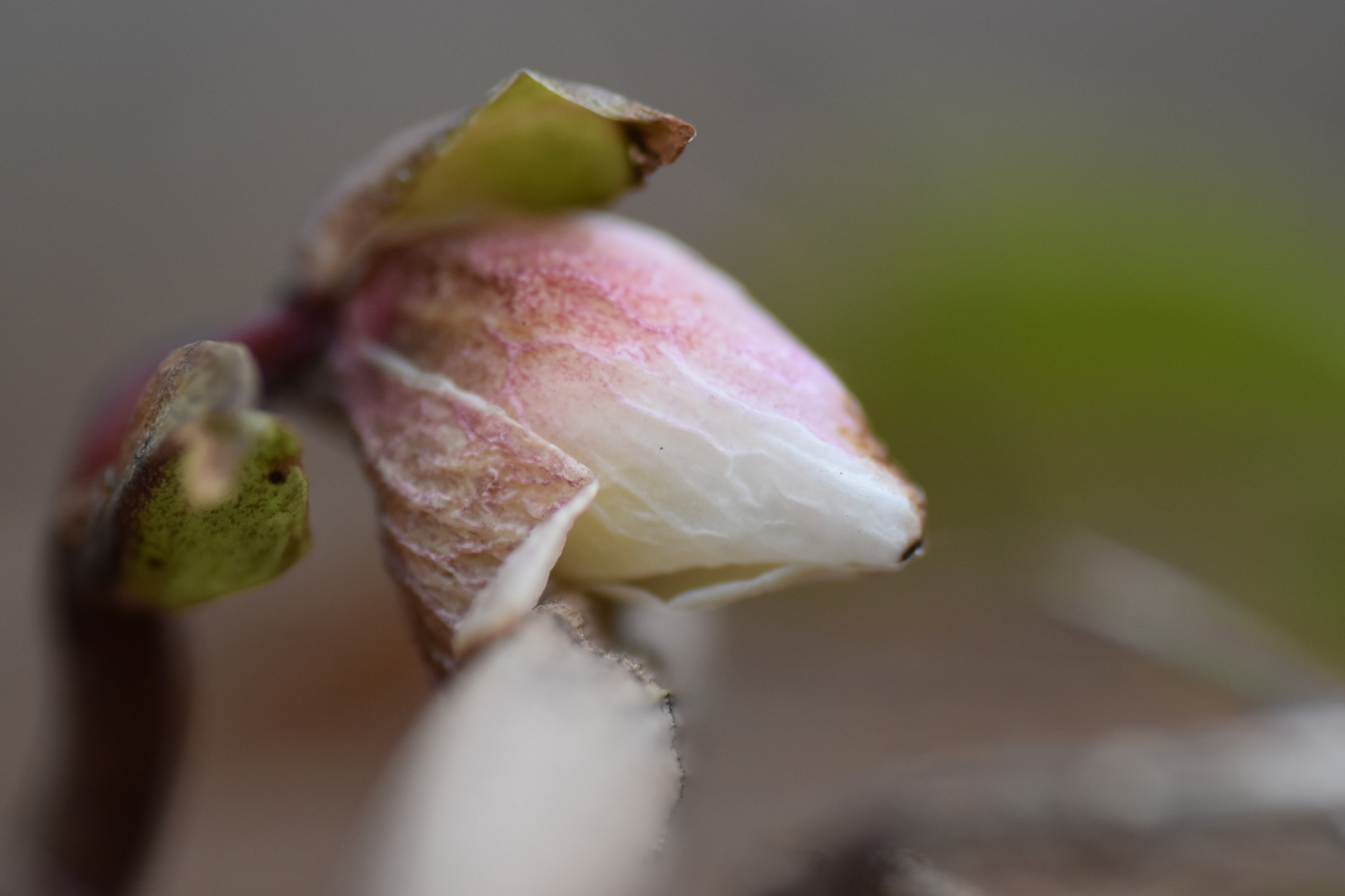 Nikon D5500 sample photo. Christrose photography