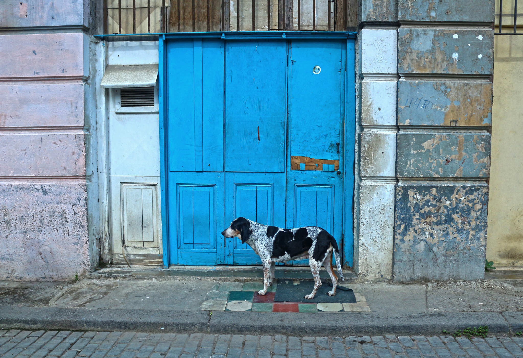 Canon EOS 100D (EOS Rebel SL1 / EOS Kiss X7) + Canon EF-S 18-55mm F3.5-5.6 IS II sample photo. The dog and the blue door photography