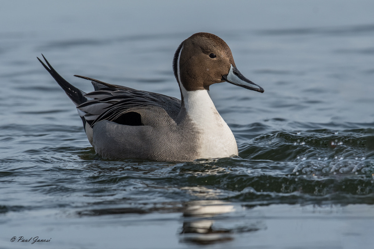 Nikon D500 + Nikon AF-S Nikkor 600mm F4G ED VR sample photo. Northern pintail drake photography