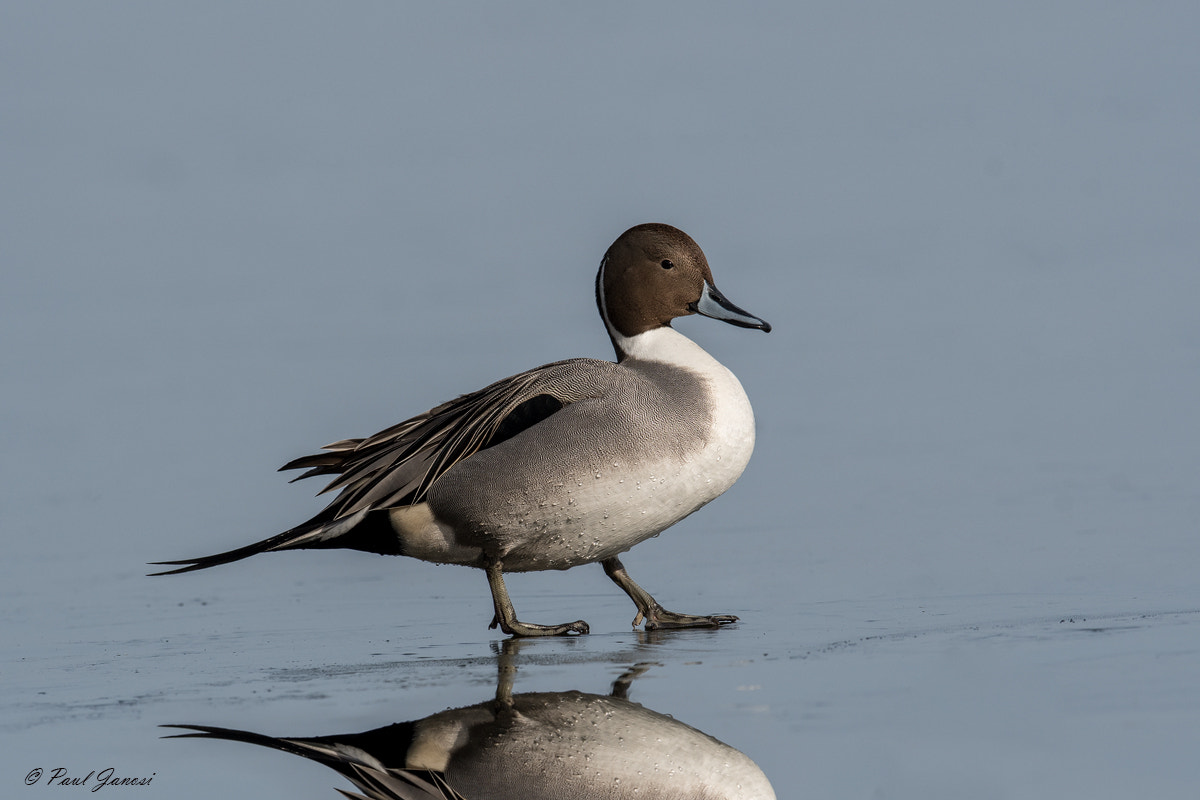 Nikon D500 + Nikon AF-S Nikkor 600mm F4G ED VR sample photo. Northern pintail drake photography