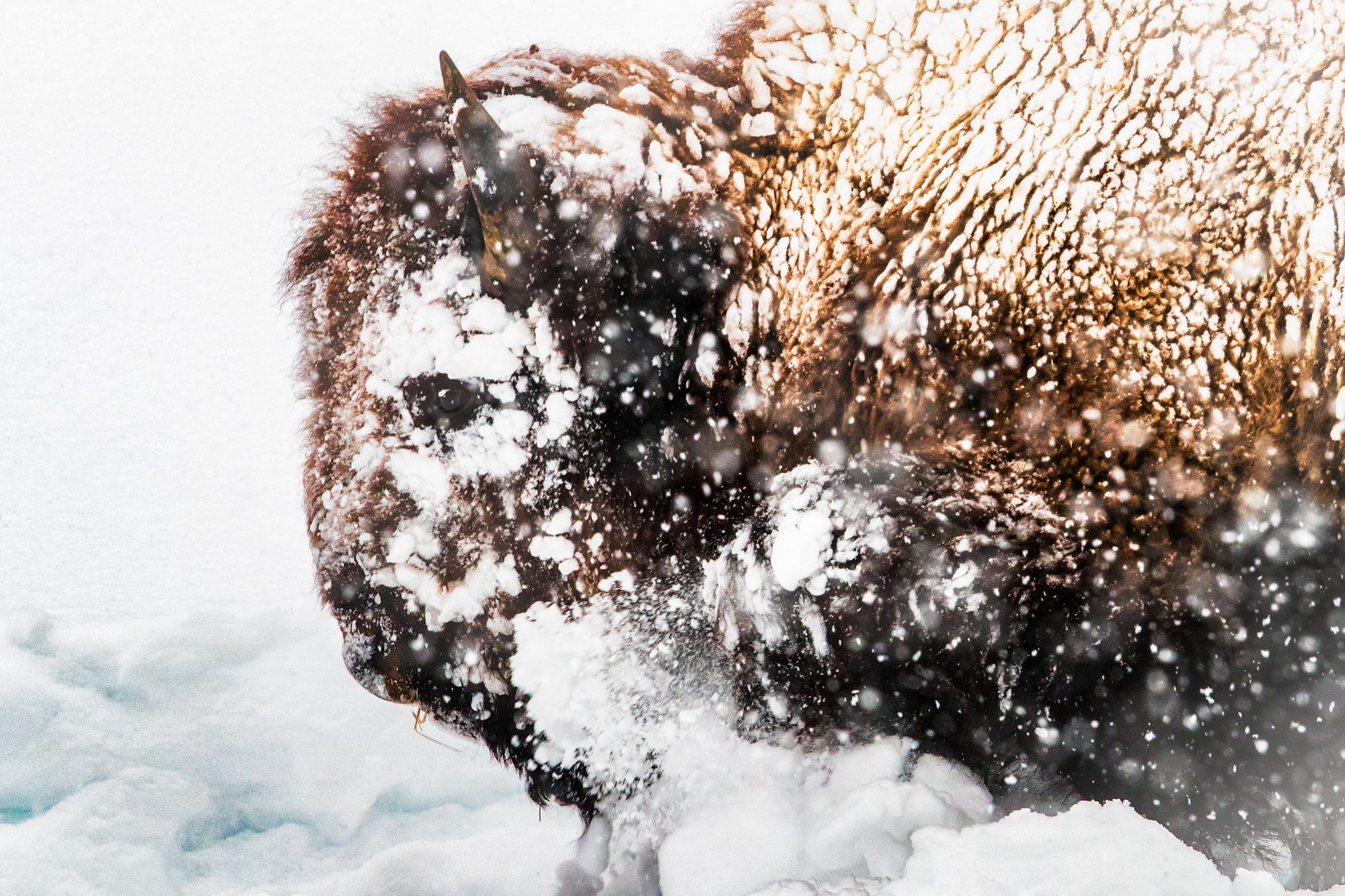 Canon EF 500mm F4L IS II USM sample photo. Bison in snow photography