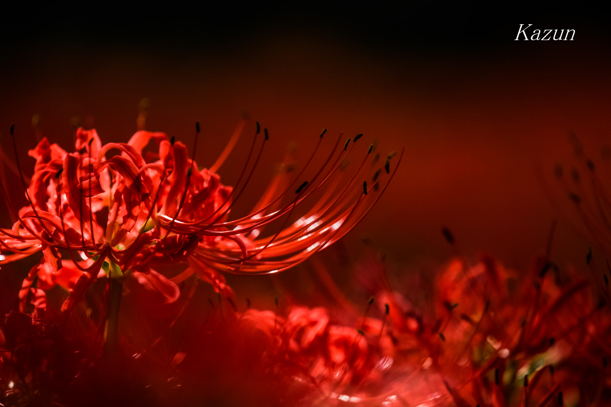 Nikon Nikkor AF-S 300mm F4E PF ED VR sample photo. ー紅ー photography