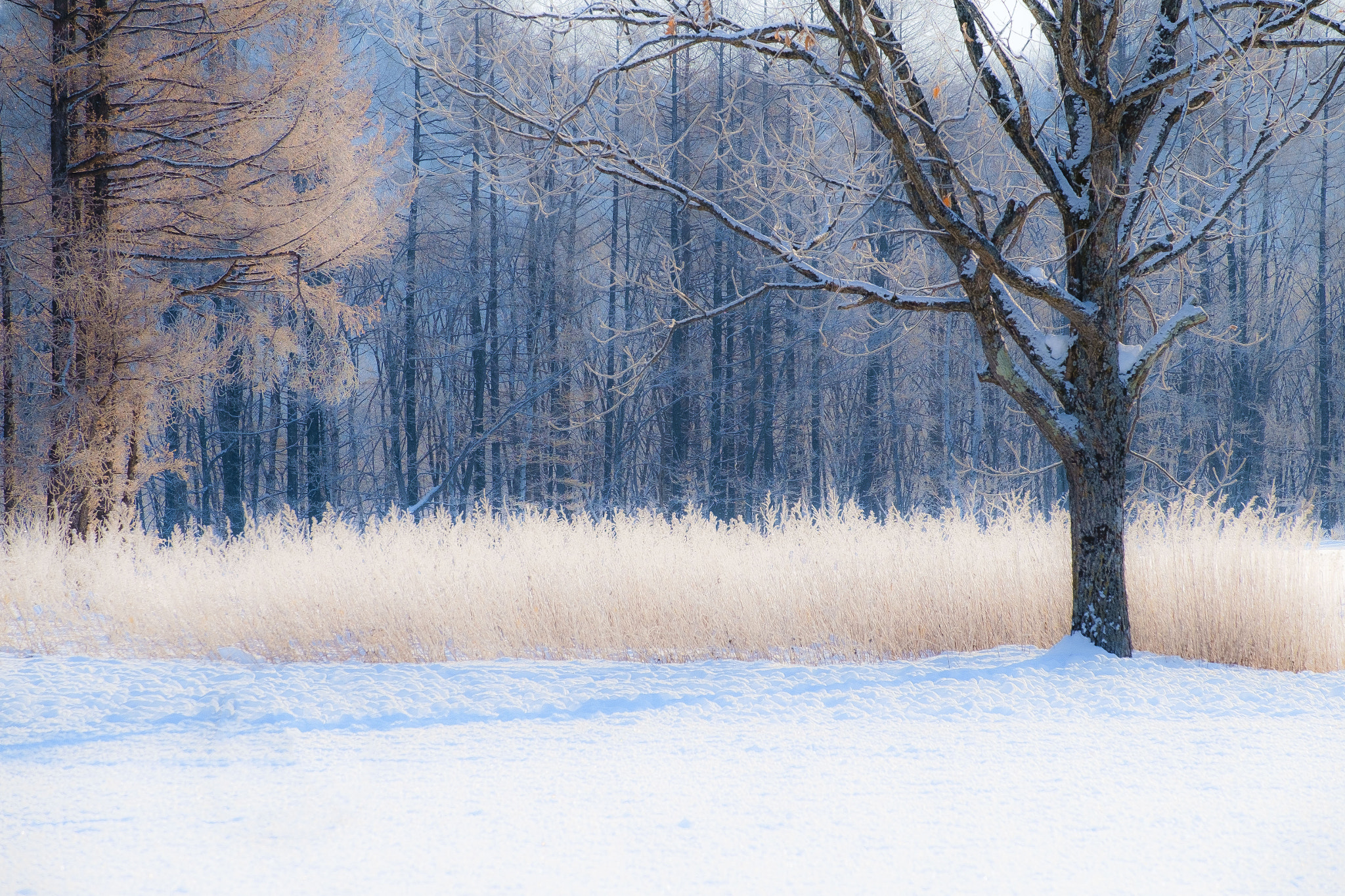 Fujifilm X-Pro1 + Fujifilm XF 55-200mm F3.5-4.8 R LM OIS sample photo. Dreamland photography