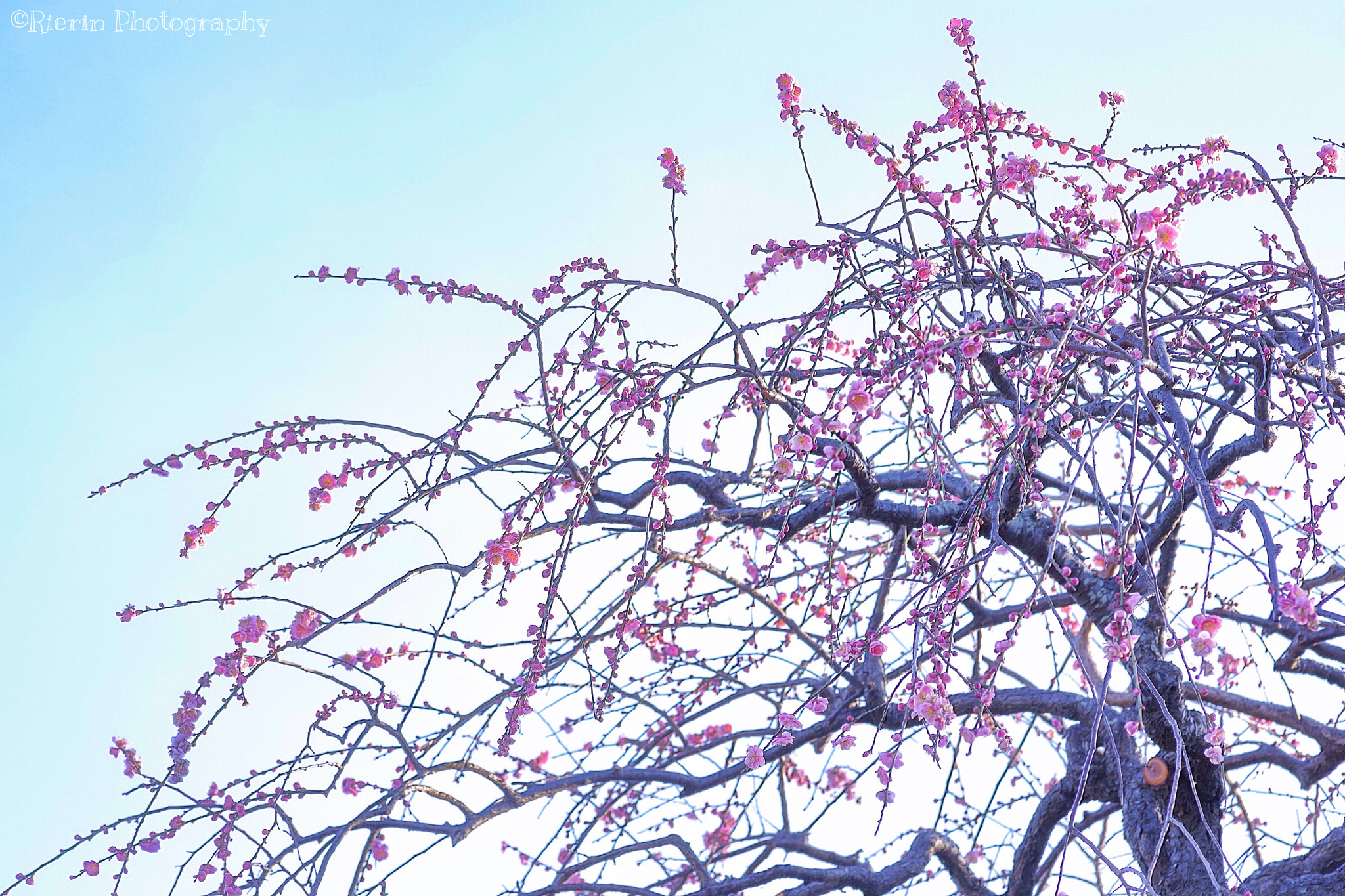 Pentax smc D-FA 100mm F2.8 Macro WR sample photo