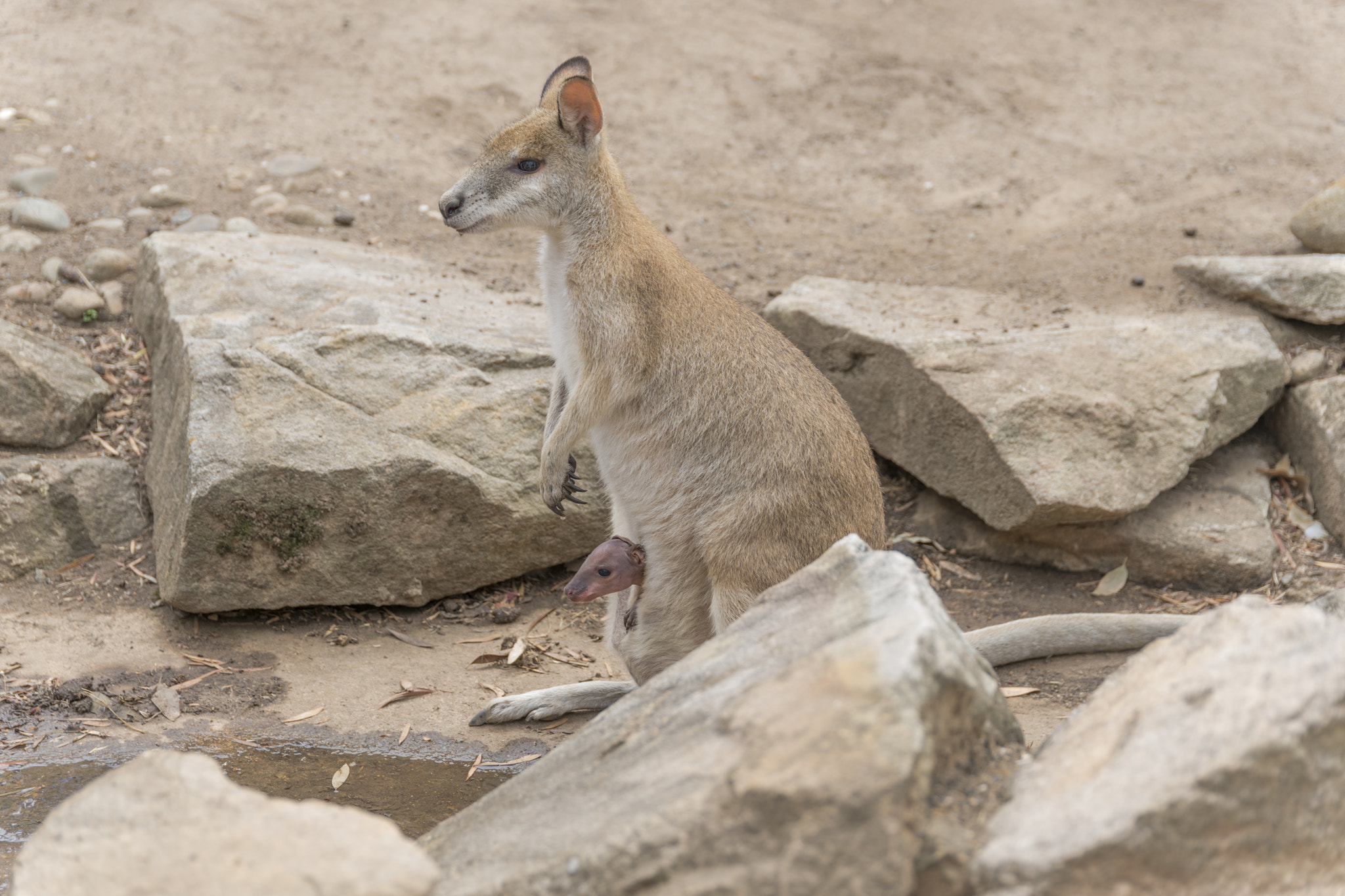 Canon 24-105mm F4 DG OS HSM | Art 013 sample photo. Wallaroo-3(with baby) photography