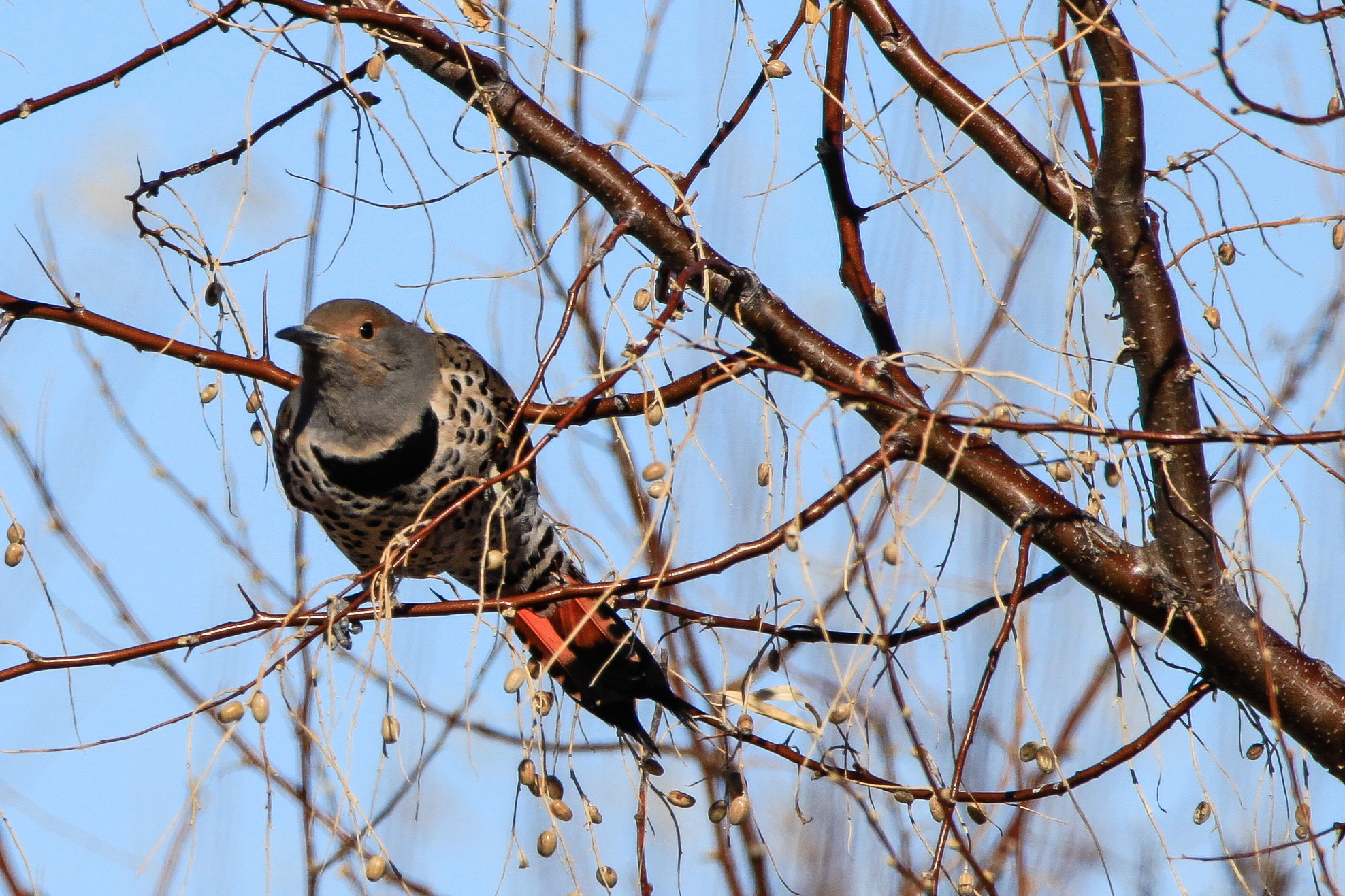 150-600mm F5-6.3 DG OS HSM | Contemporary 015 sample photo. Northern flicker photography