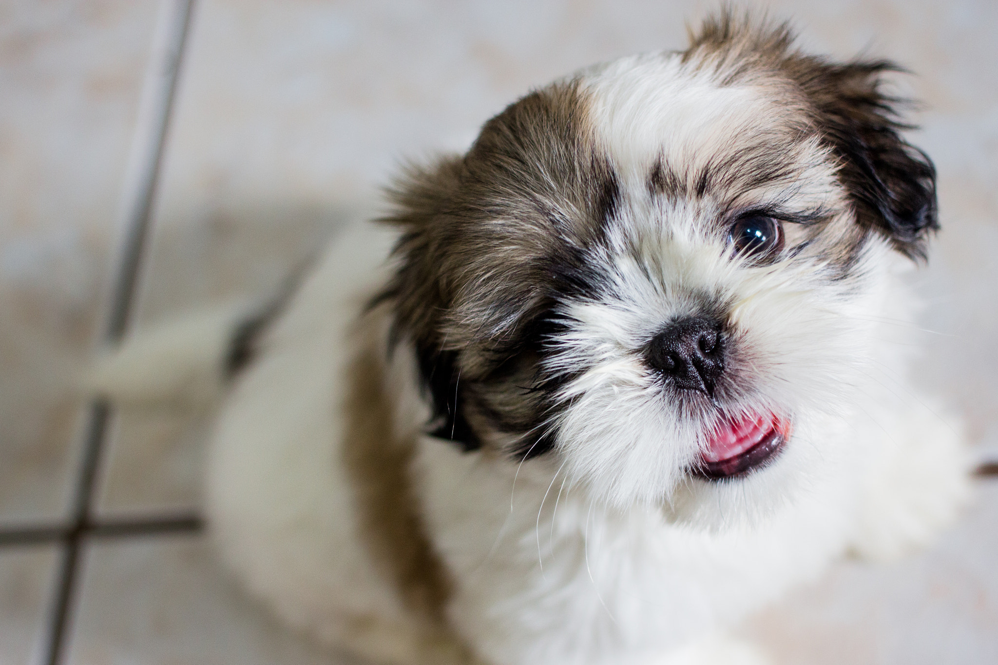 Canon EF 40mm F2.8 STM sample photo. Flor photography