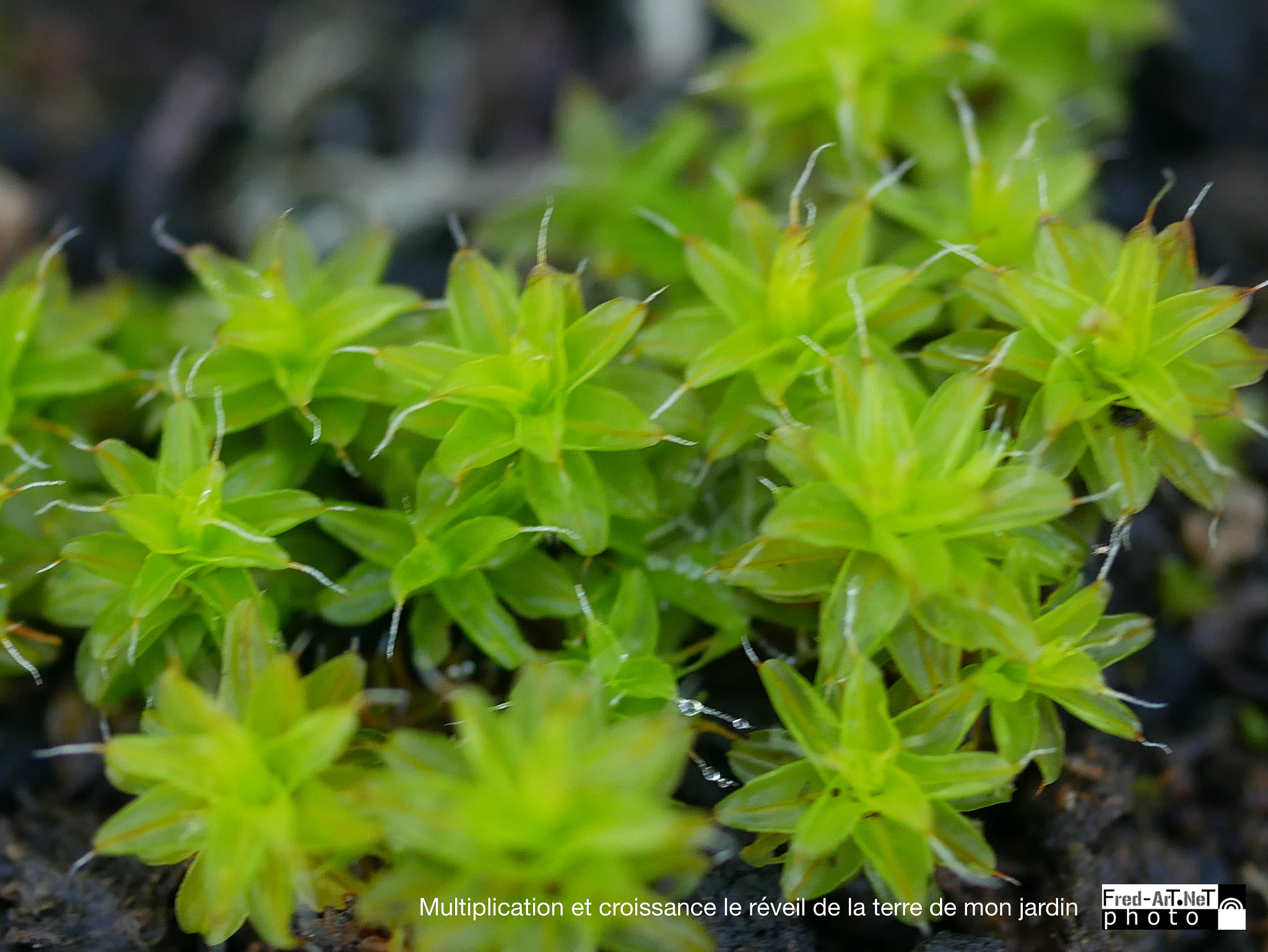 Panasonic DMC-G70 + Panasonic Lumix G Macro 30mm F2.8 ASPH Mega OIS sample photo. Le réveil de la terre... photography