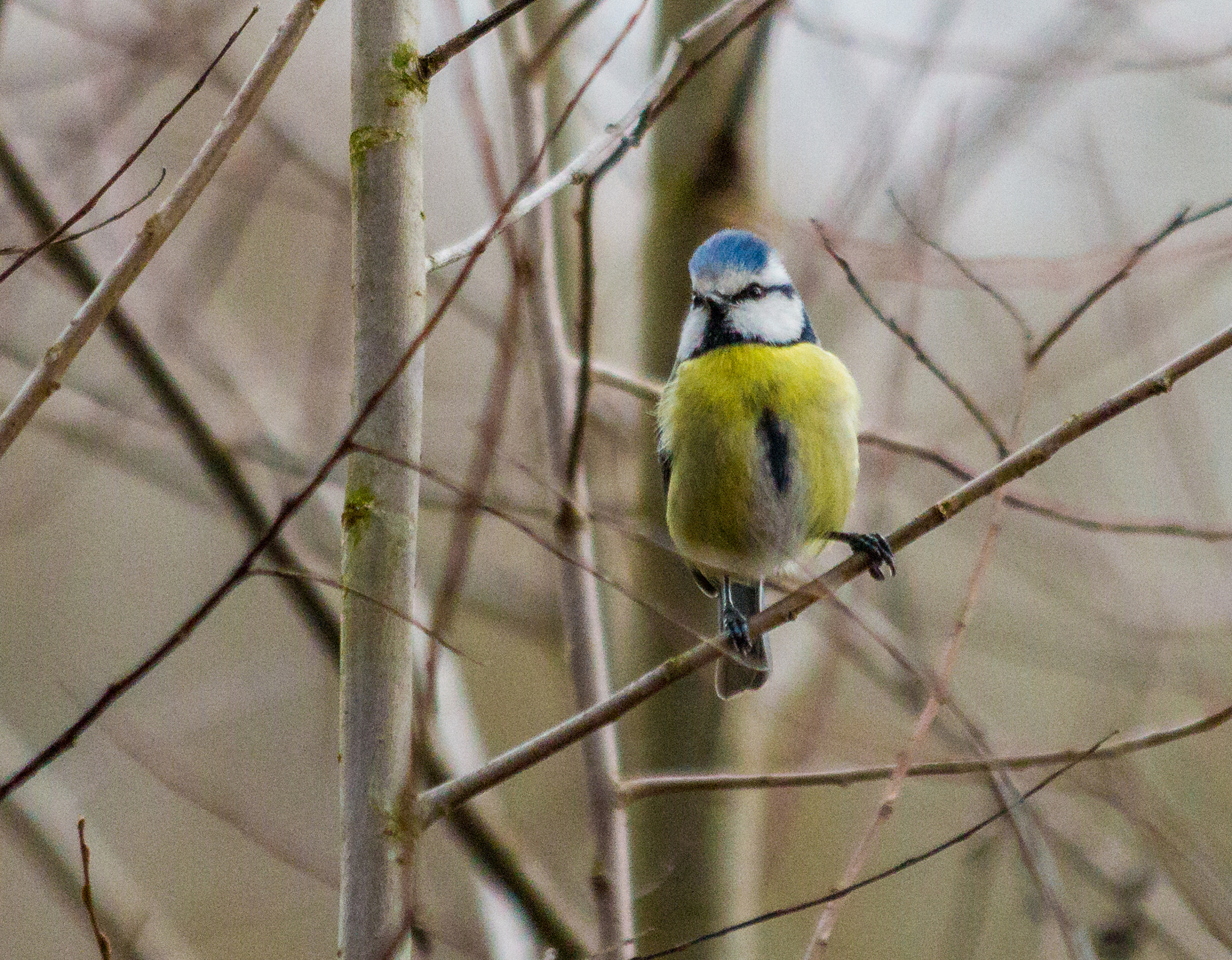 Canon EF 70-300mm F4-5.6 IS USM sample photo. Blaumeise (cyanistes caeruleus) photography