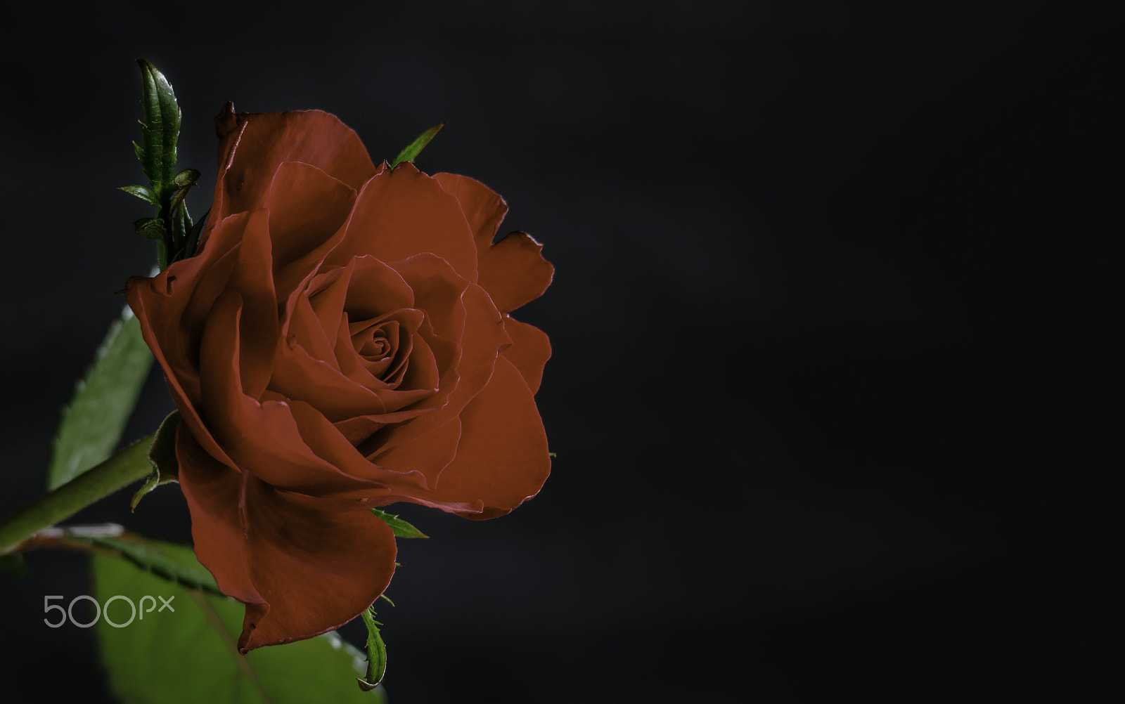 Olympus OM-D E-M10 sample photo. Red rose photography