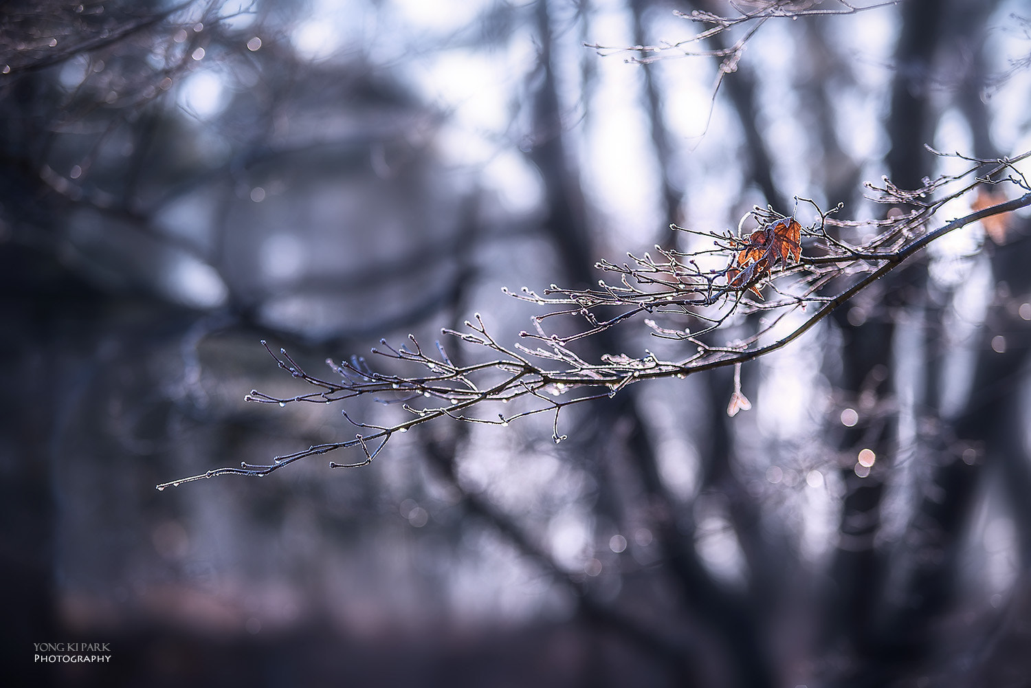 Pentax K-1 sample photo. A morning of february-1 photography
