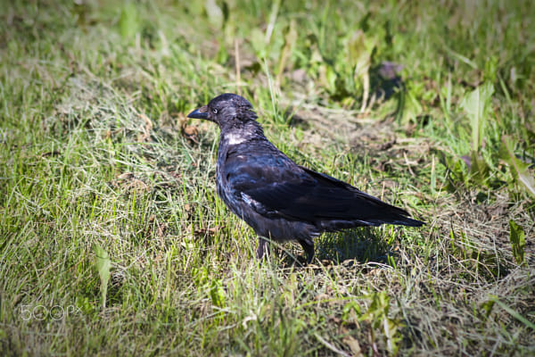 Jackdaw - 5 shot by Nick Patrin on 500px.com