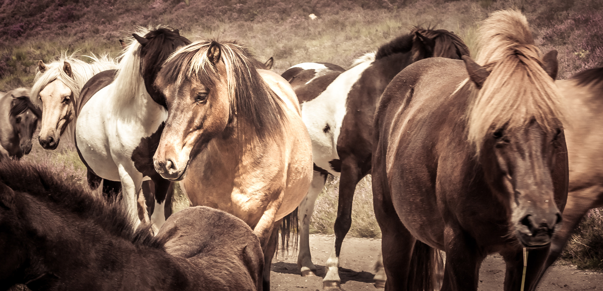 Canon EF 70-300mm F4-5.6 IS USM sample photo. Wildlings photography