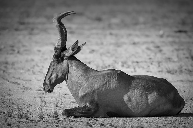 Nikon D810 sample photo. Hartebeest photography