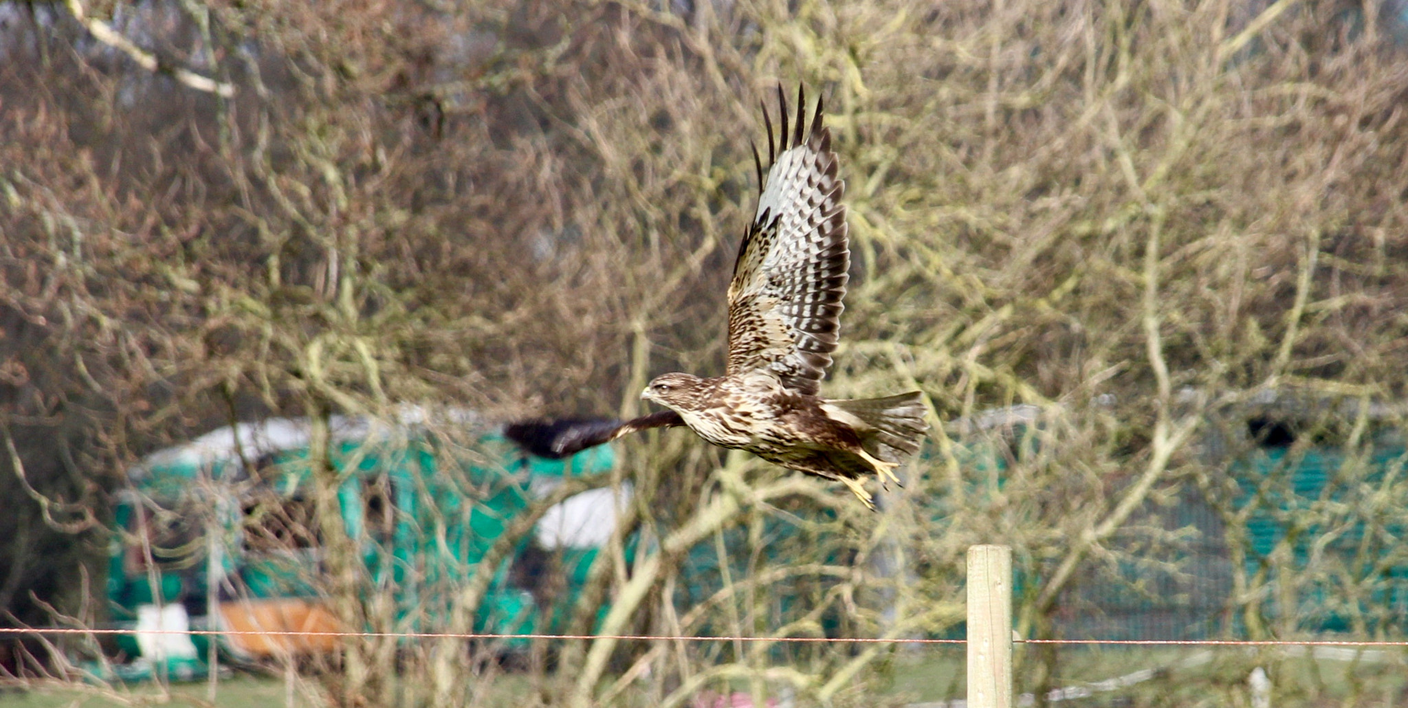 Canon EOS 550D (EOS Rebel T2i / EOS Kiss X4) + Canon EF 75-300mm F4.0-5.6 IS USM sample photo. Bird of prey visiting us on our smallholding photography