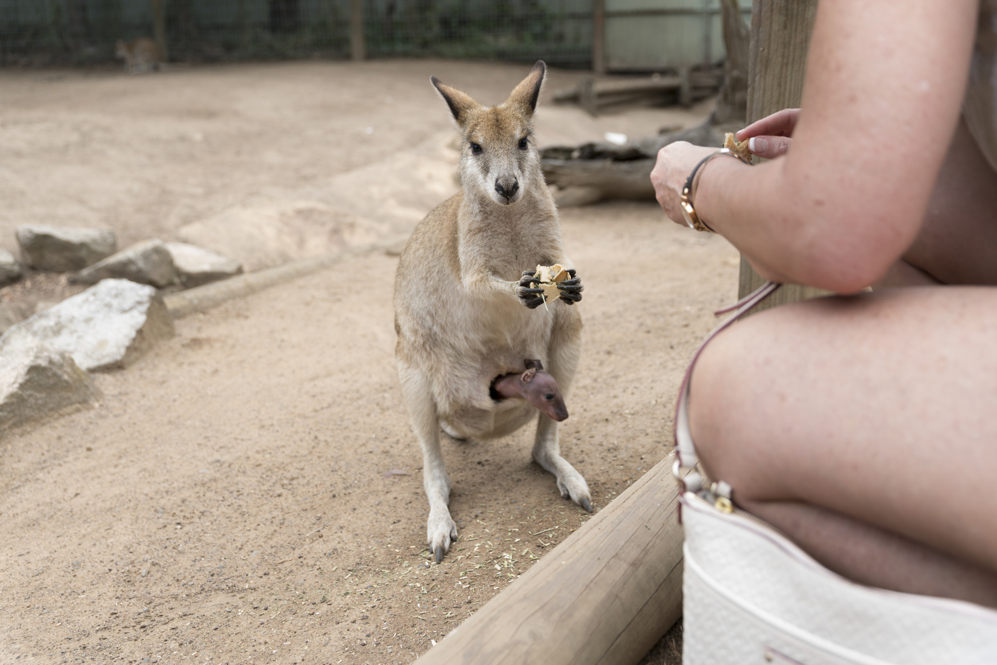 Canon 24-105mm F4 DG OS HSM | Art 013 sample photo. Wallaroo-4(with baby) photography