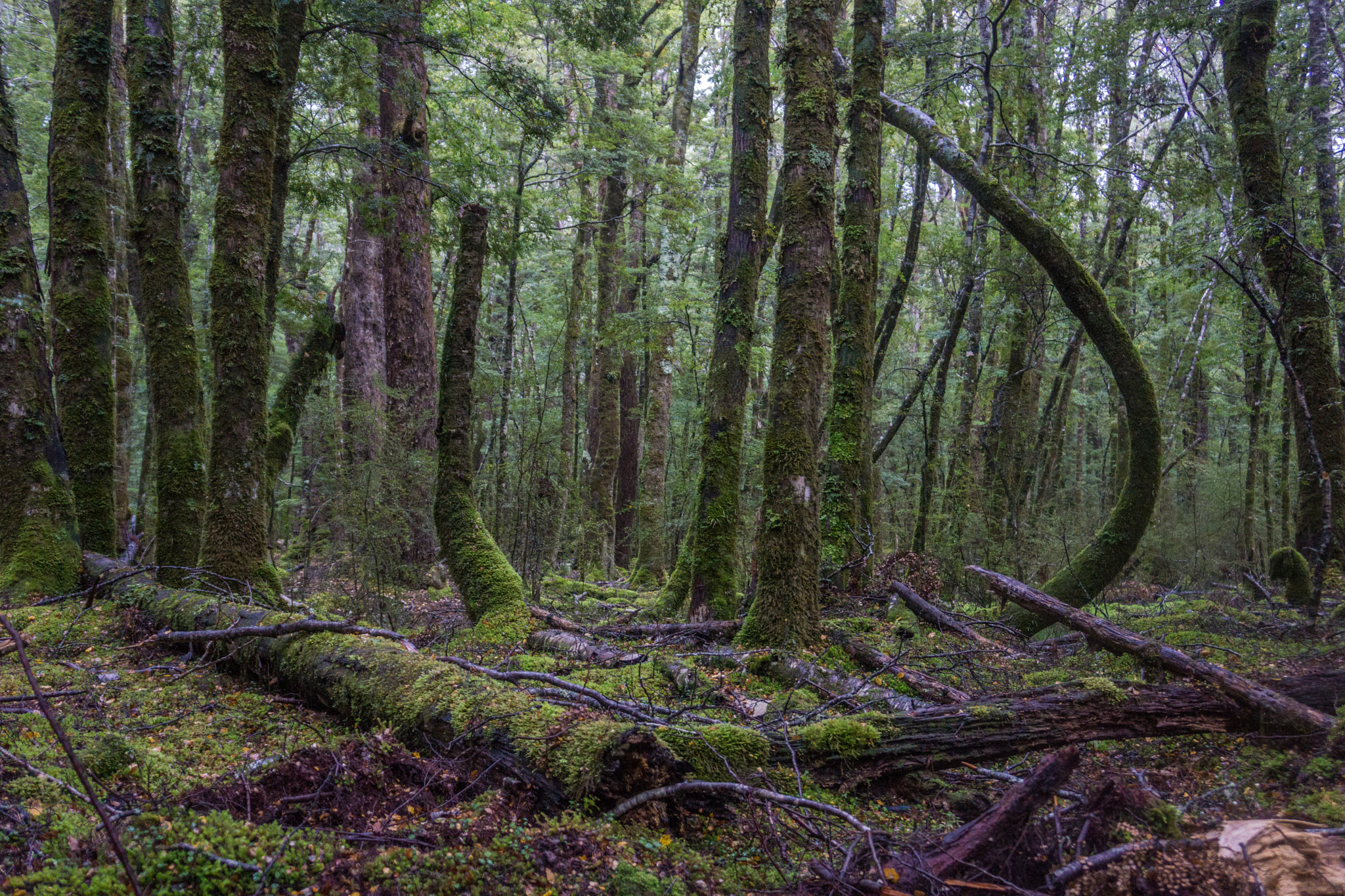 Sony Alpha NEX-7 + Sony E 18-55mm F3.5-5.6 OSS sample photo. Moss covered forest photography
