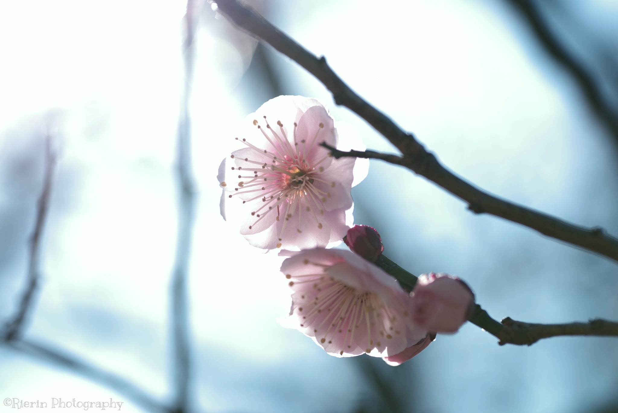 Pentax smc D-FA 100mm F2.8 Macro WR sample photo