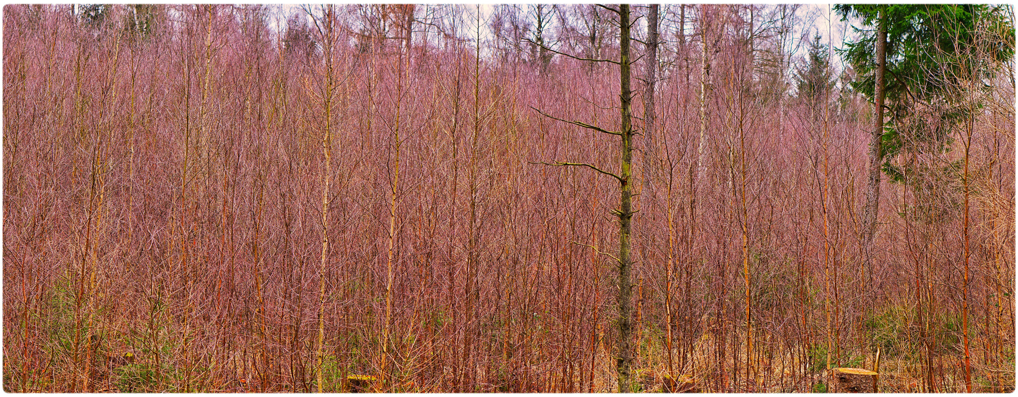 Sony E 50mm F1.8 OSS sample photo. Wood photography