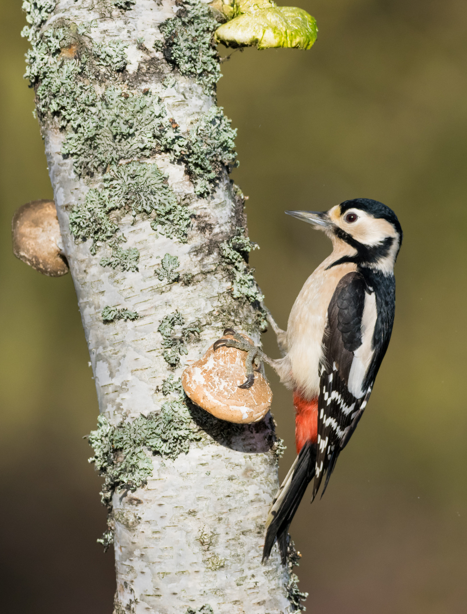 Sigma 150-600mm F5-6.3 DG OS HSM | C sample photo