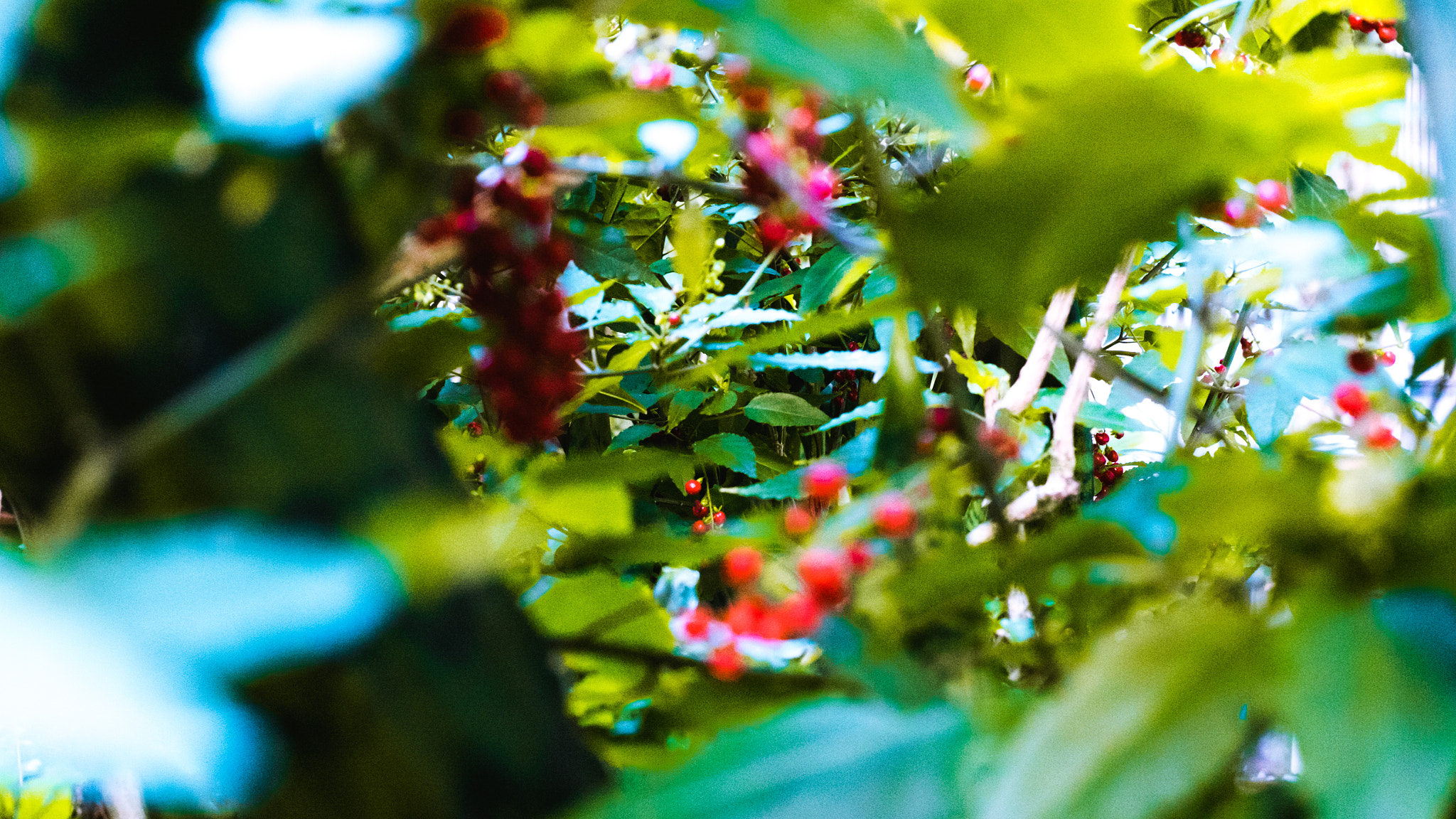 Fujifilm X-T10 + Fujifilm XF 35mm F2 R WR sample photo. Dizzy photography