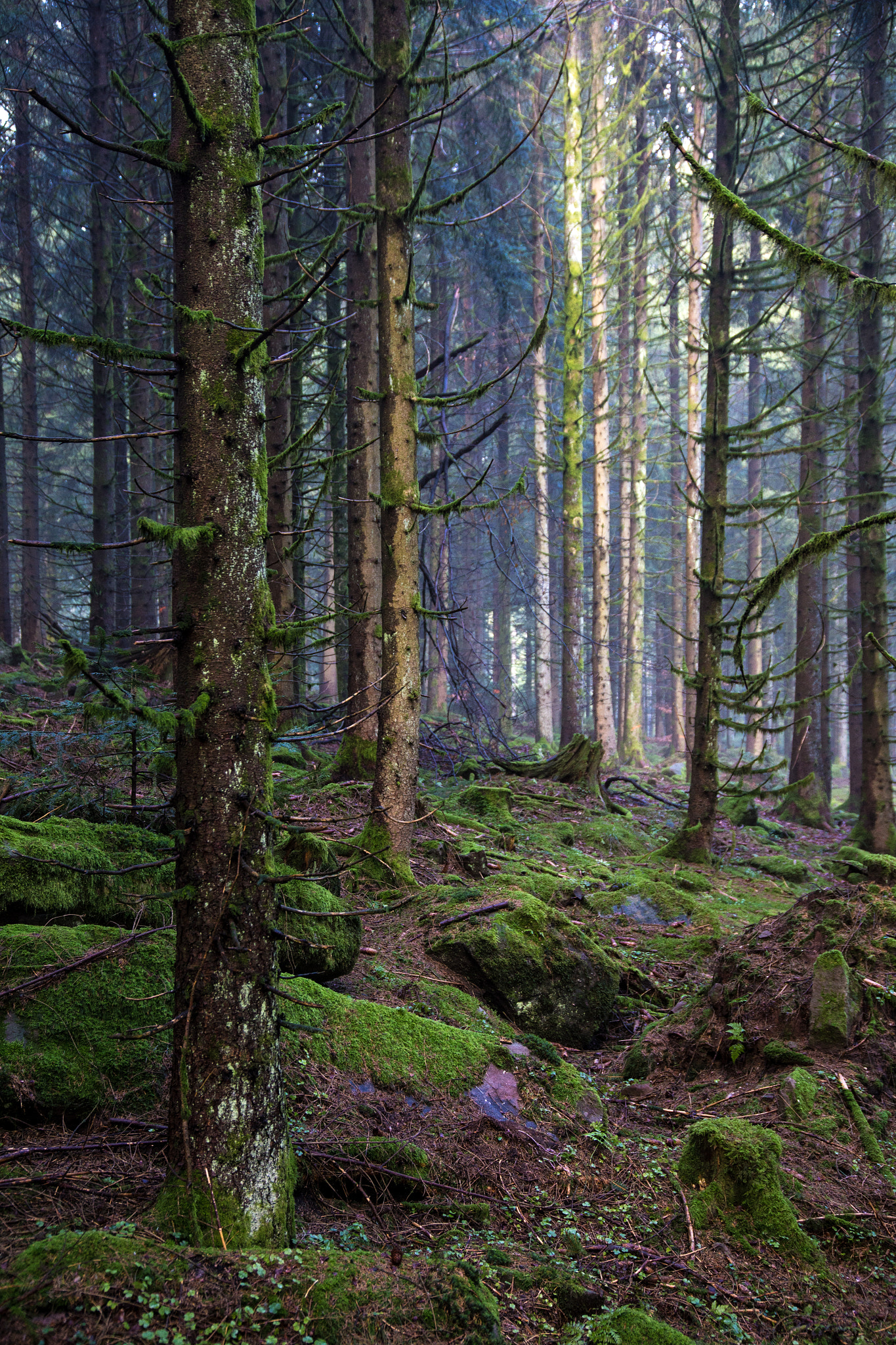 Sigma 24-105mm f/4 DG OS HSM | A sample photo. Black forest photography
