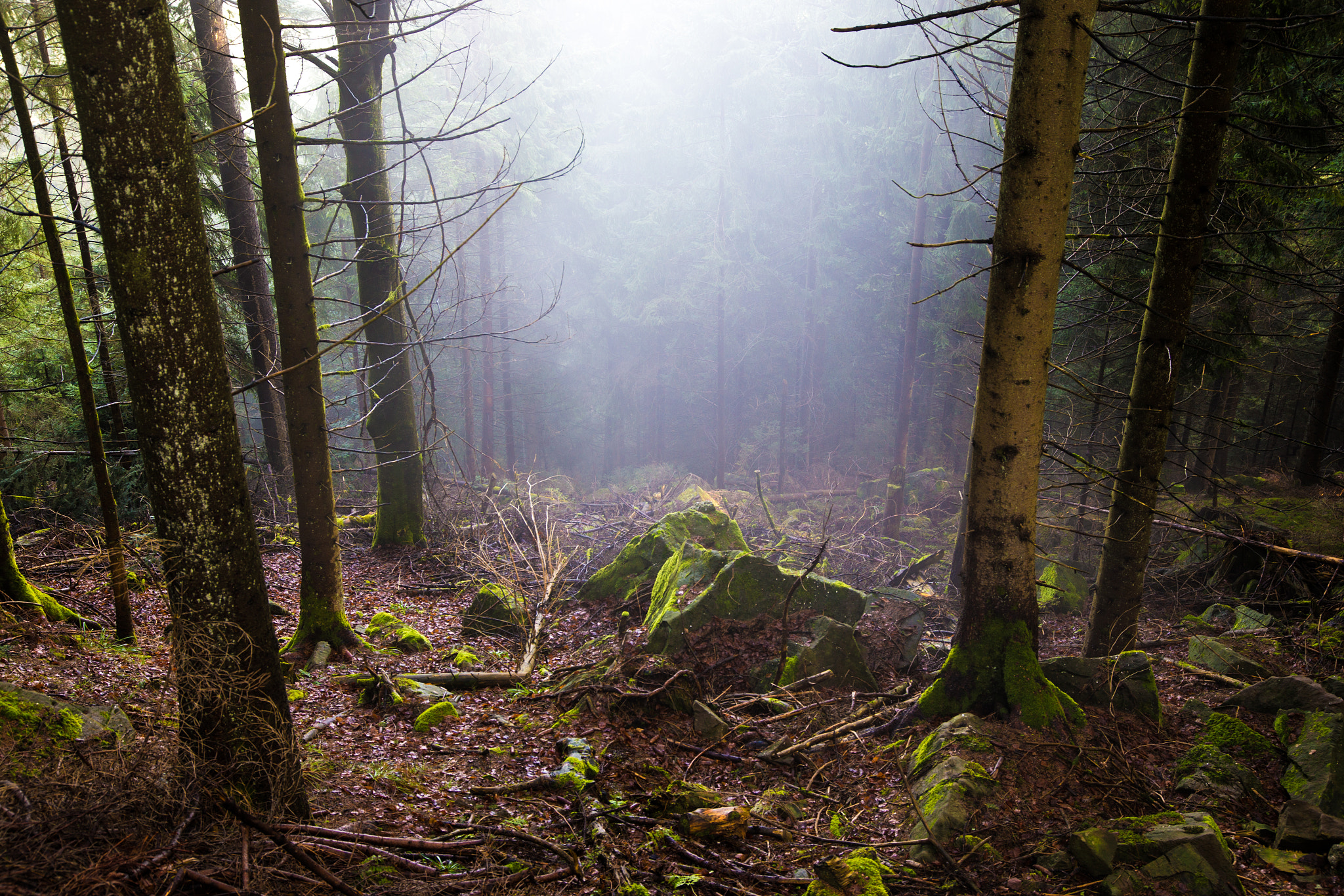 Sigma 24-105mm f/4 DG OS HSM | A sample photo. Black forest photography