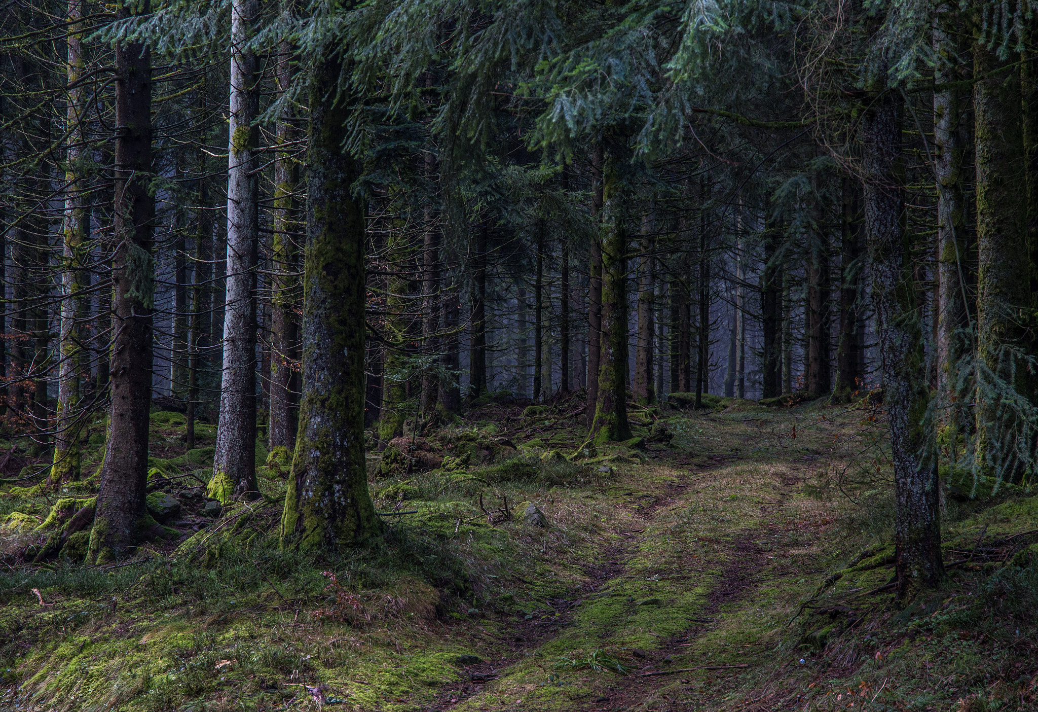 Sigma 24-105mm f/4 DG OS HSM | A sample photo. Black forest photography