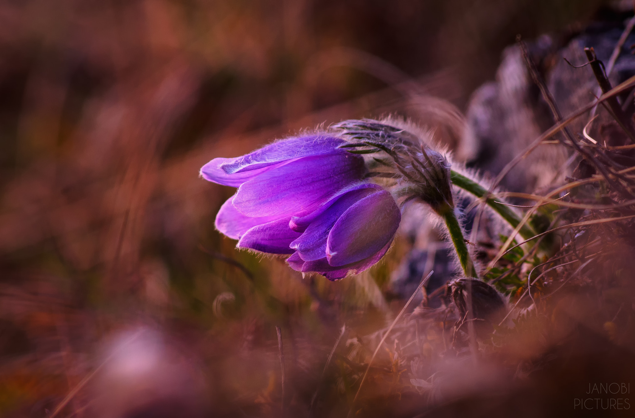 Olympus Zuiko Digital ED 70-300mm F4.0-5.6 sample photo. ~ soon ~ photography