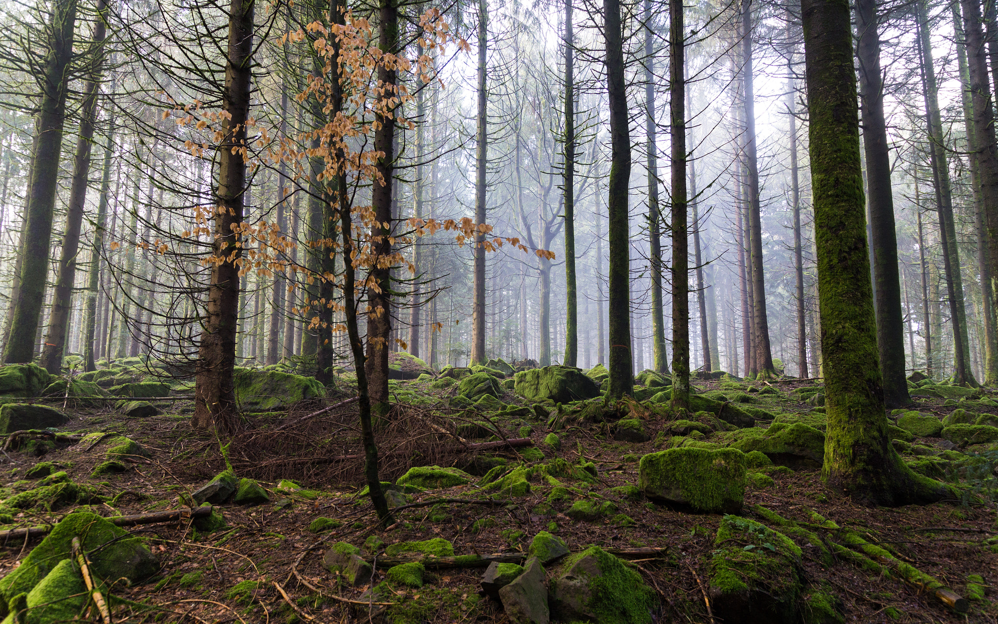 Sigma 24-105mm f/4 DG OS HSM | A sample photo. Black forest photography