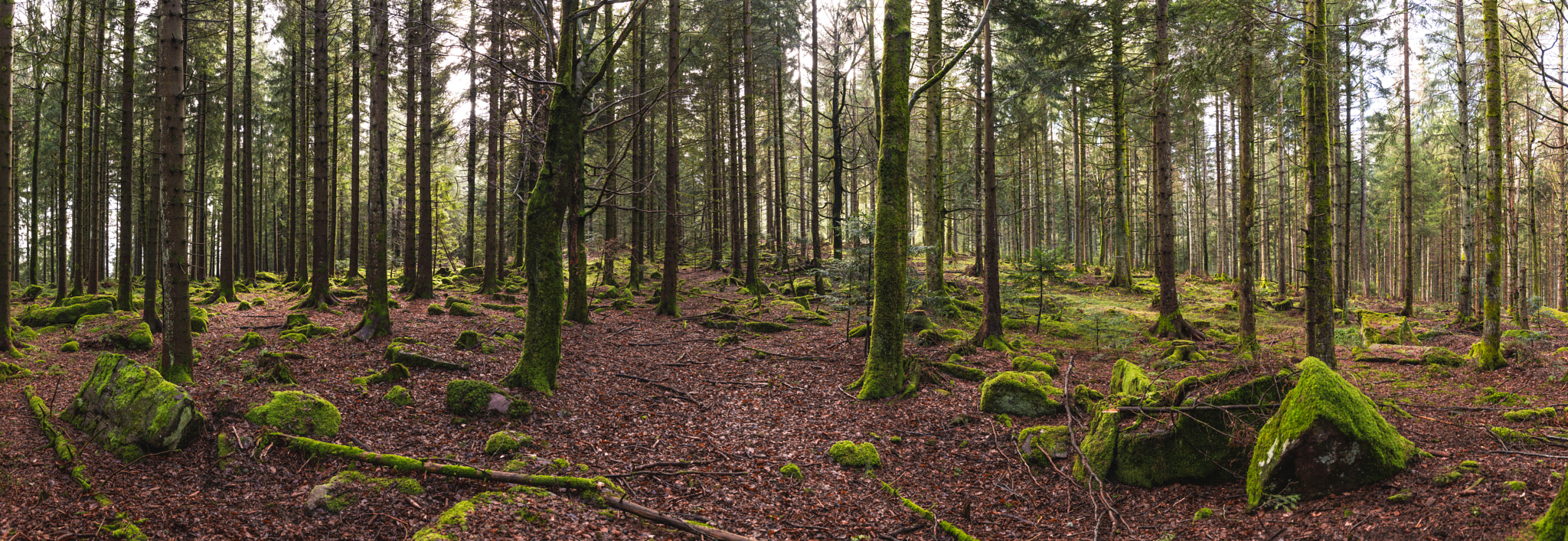 Sigma 24-105mm f/4 DG OS HSM | A sample photo. Black forest photography
