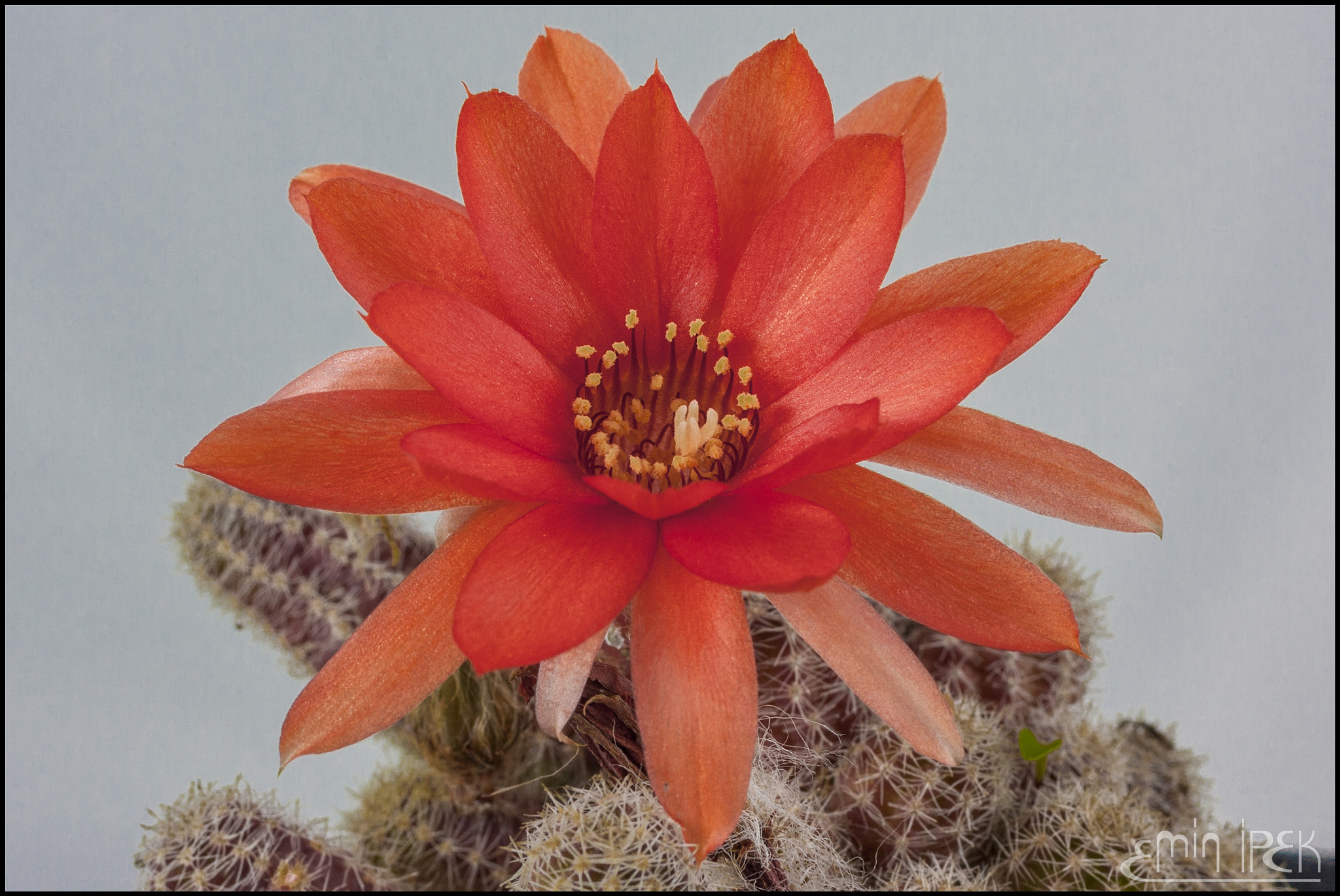Canon EOS 40D + Canon EF 50mm F1.8 STM sample photo. Cactus photography