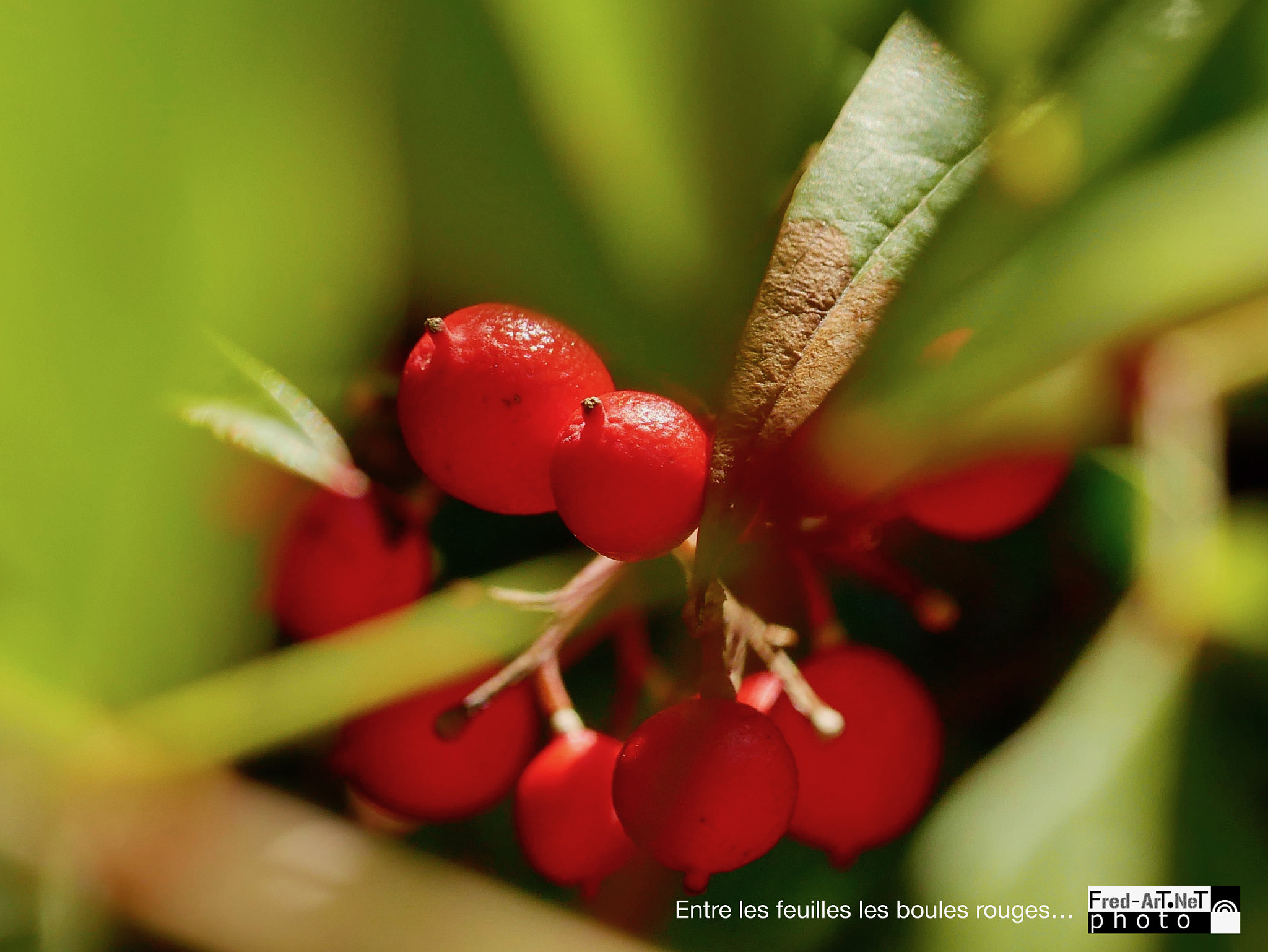 Panasonic DMC-G70 + Panasonic Lumix G Macro 30mm F2.8 ASPH Mega OIS sample photo. Entre les feuilles...! photography