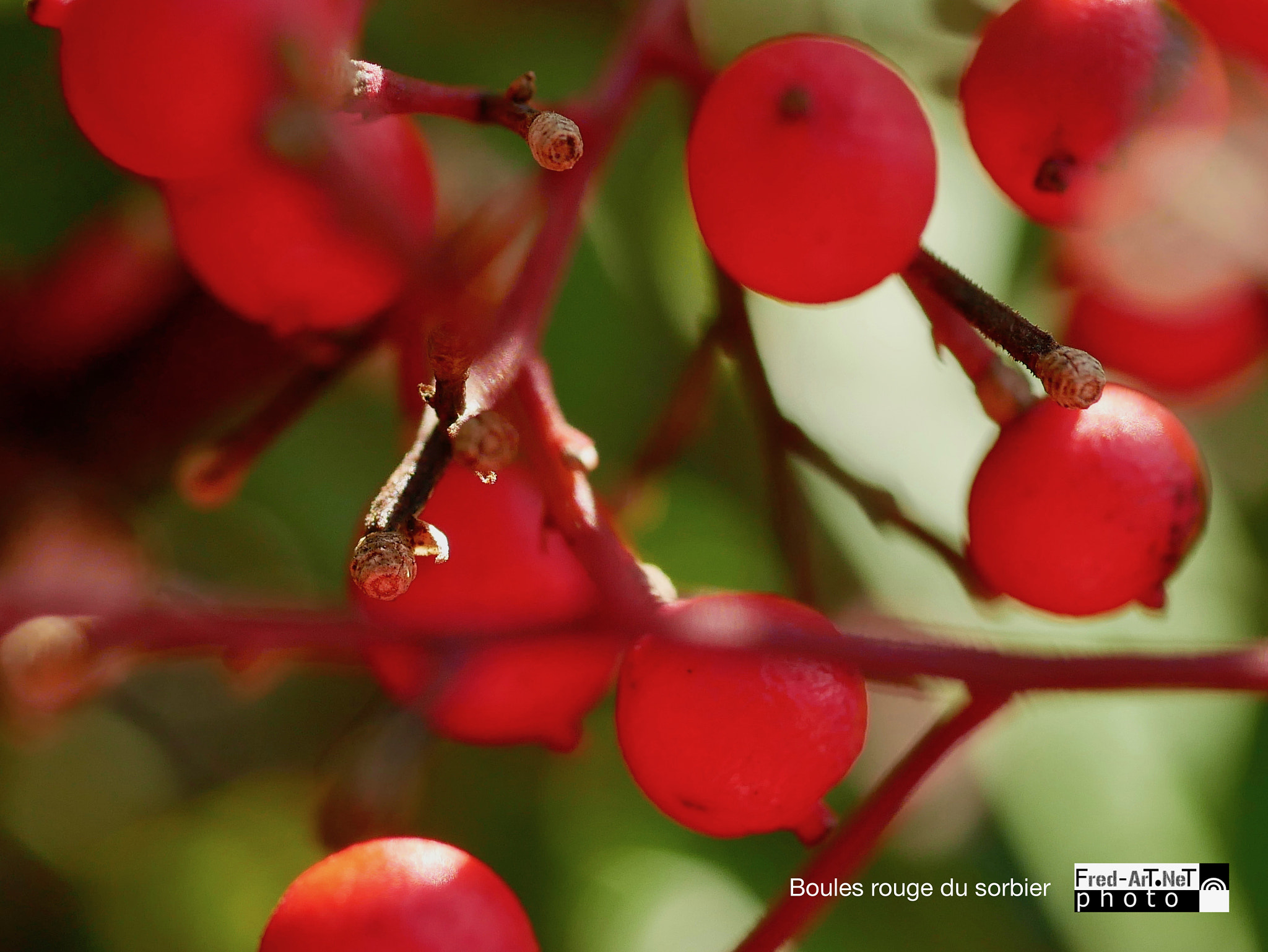 Panasonic Lumix G Macro 30mm F2.8 ASPH Mega OIS sample photo. Boules du sorbier photography