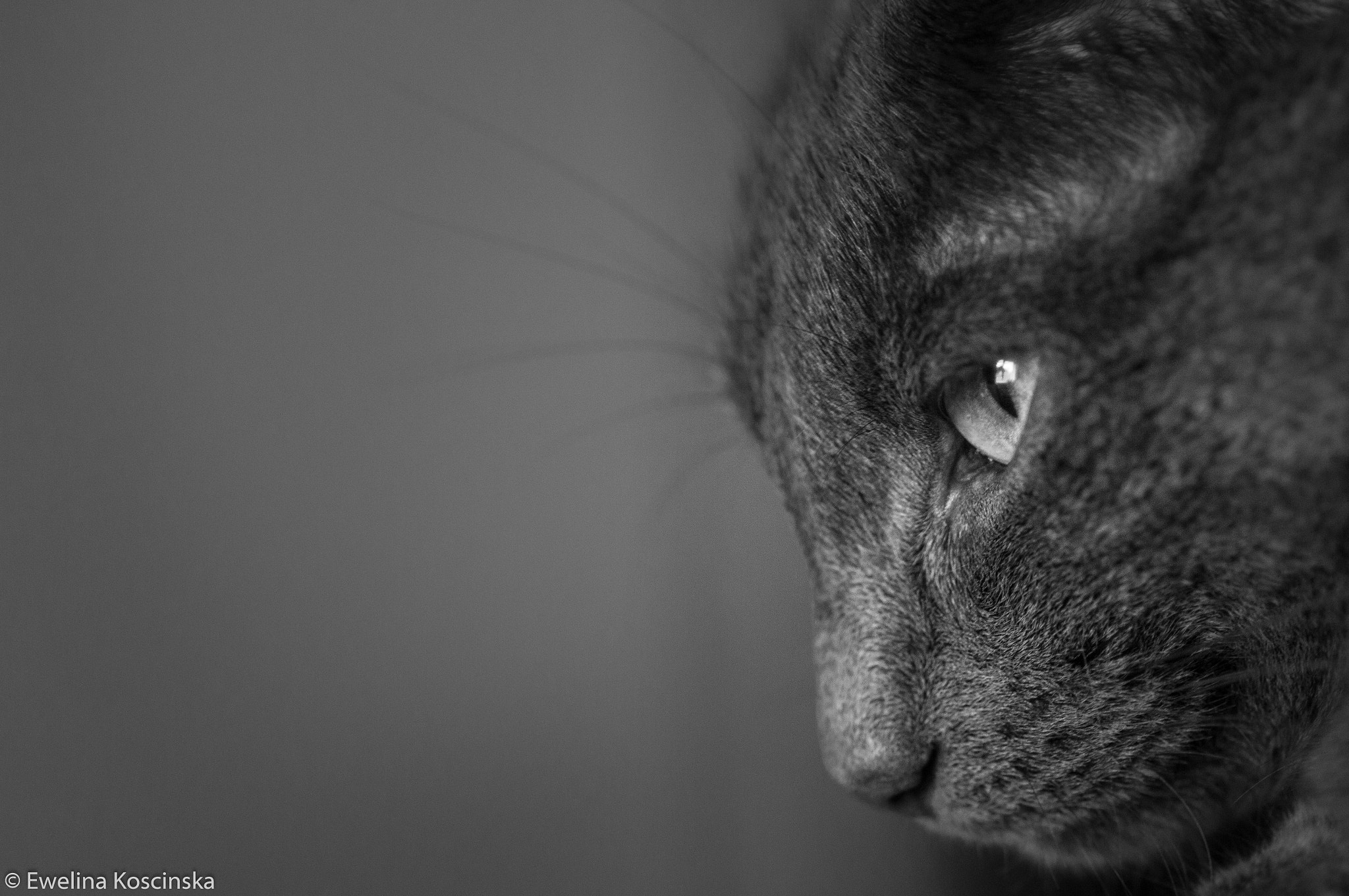 Sony Alpha DSLR-A580 + Tamron SP AF 90mm F2.8 Di Macro sample photo. Luna photography