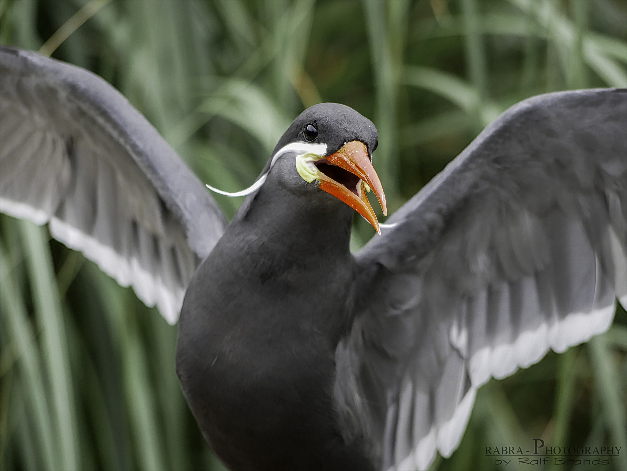 Panasonic Lumix DMC-GX85 (Lumix DMC-GX80 / Lumix DMC-GX7 Mark II) + Panasonic Lumix G Vario 45-200mm F4-5.6 OIS sample photo. Inka seeschwalbe photography