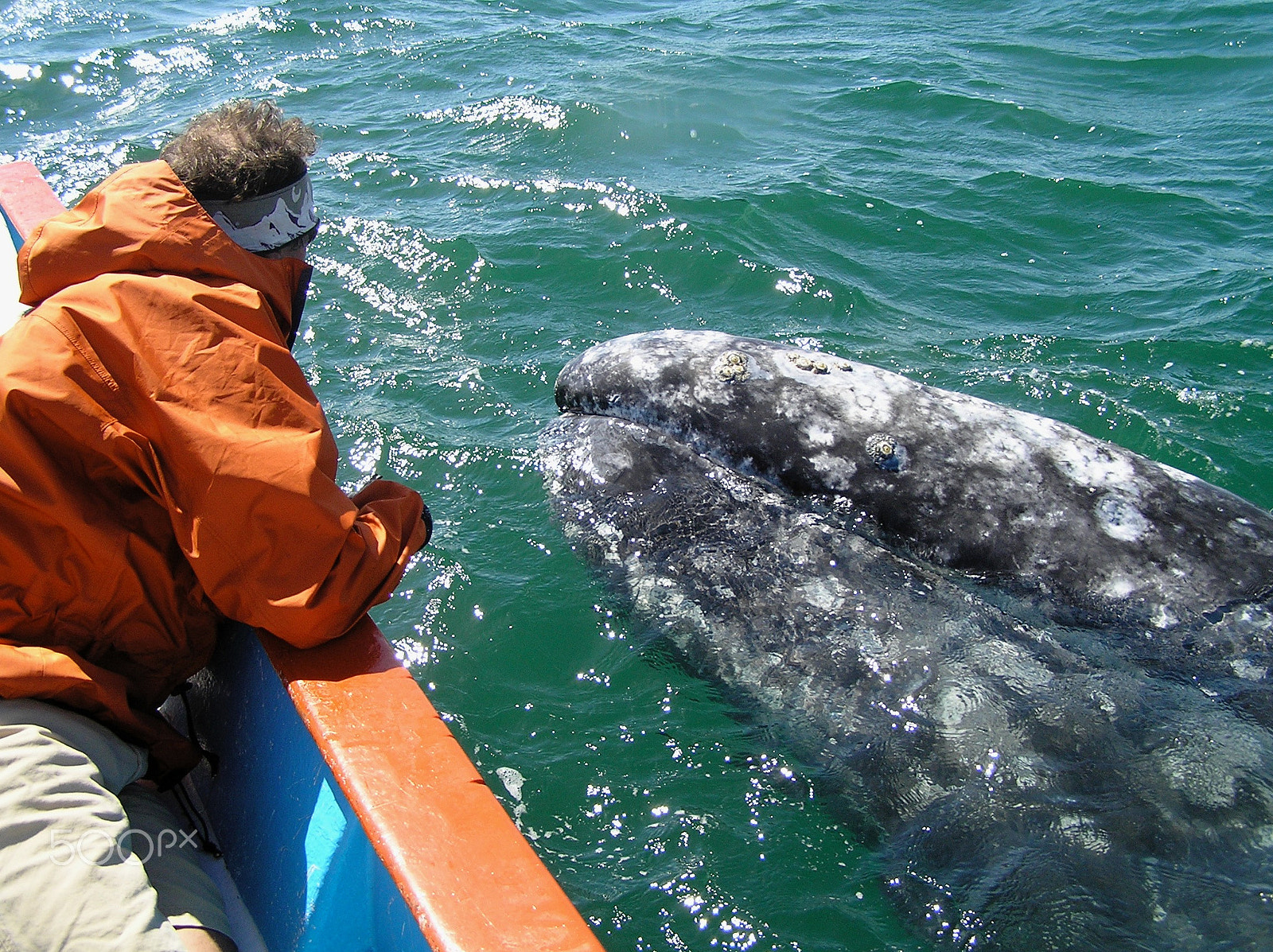 Olympus C765UZ sample photo. A mother gray whale photography