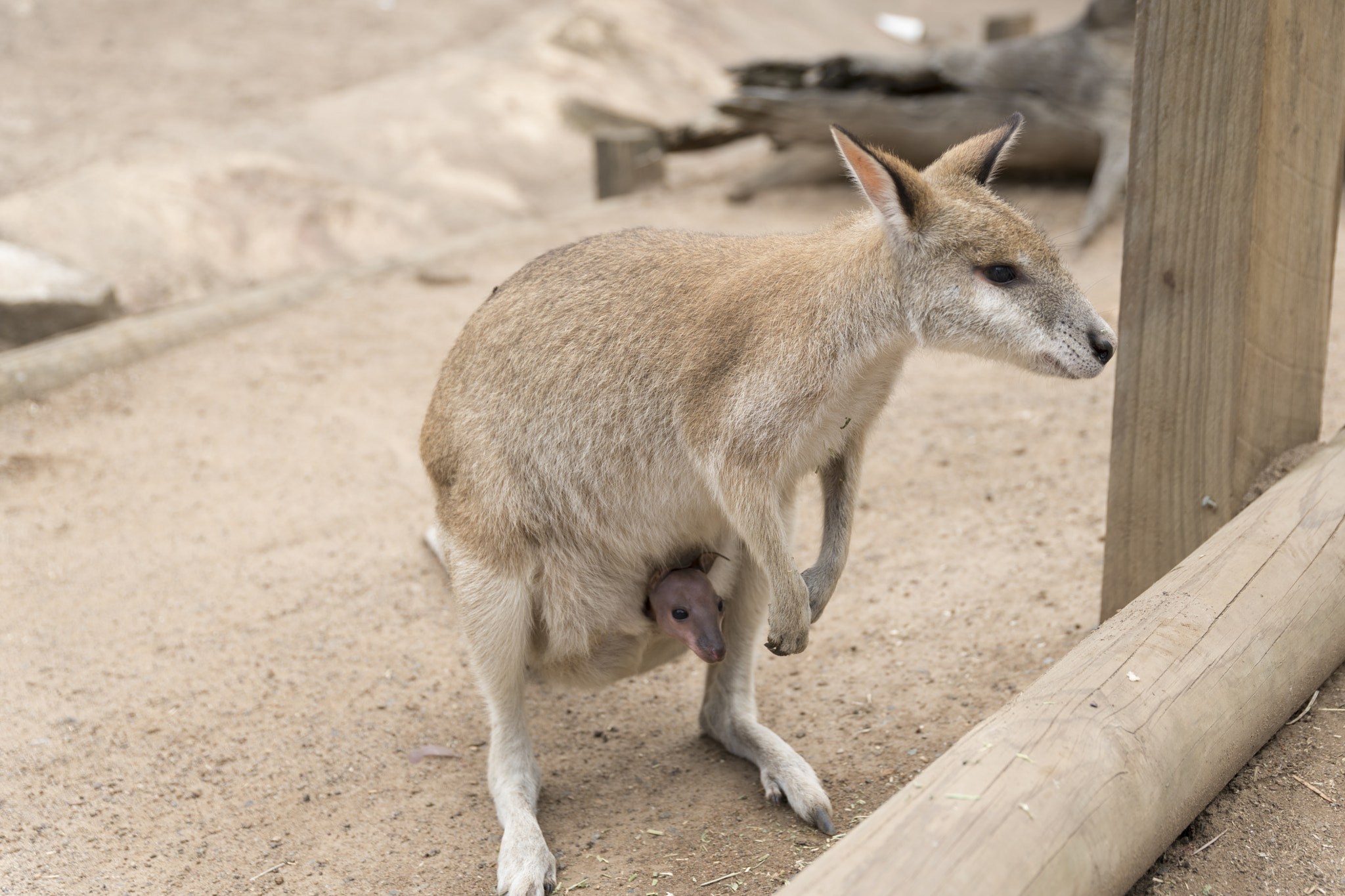 Sony a7R II + Canon 24-105mm F4 DG OS HSM | Art 013 sample photo. Wallaroo-5(with baby) photography