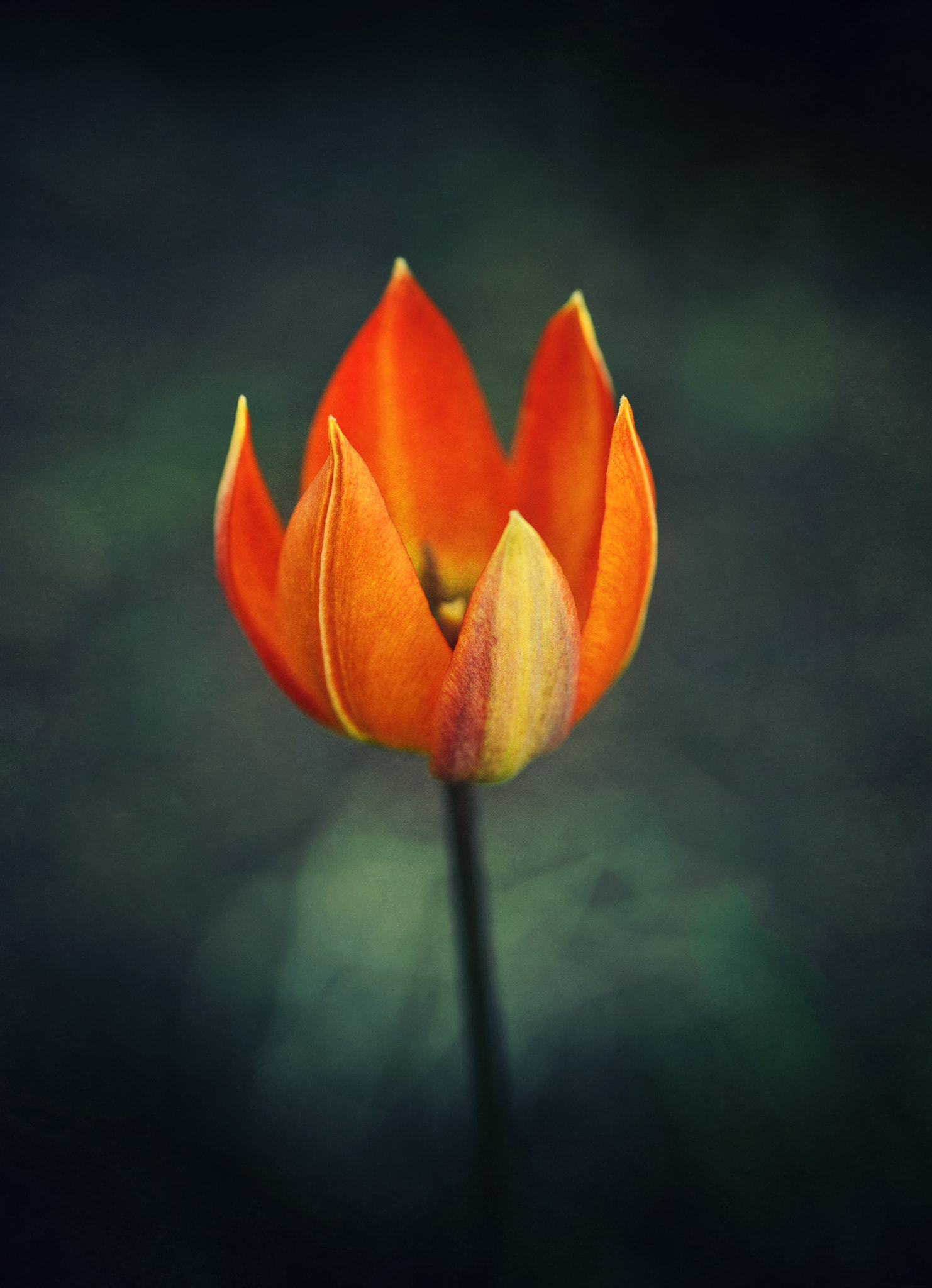 Nikon D3 sample photo. Licks of flame photography