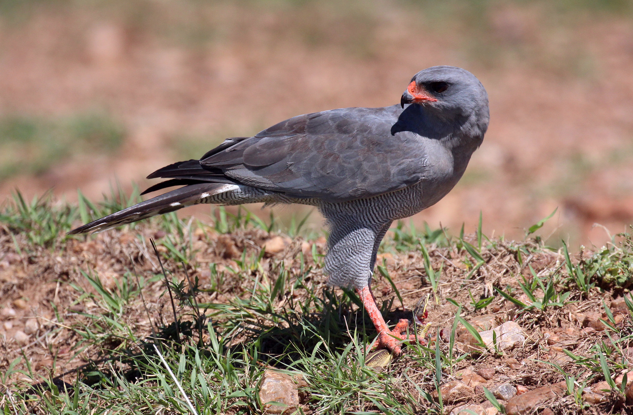 Canon EOS 600D (Rebel EOS T3i / EOS Kiss X5) + Canon EF 100-400mm F4.5-5.6L IS II USM sample photo. Dark chanting goshawk with a lizard in talons photography