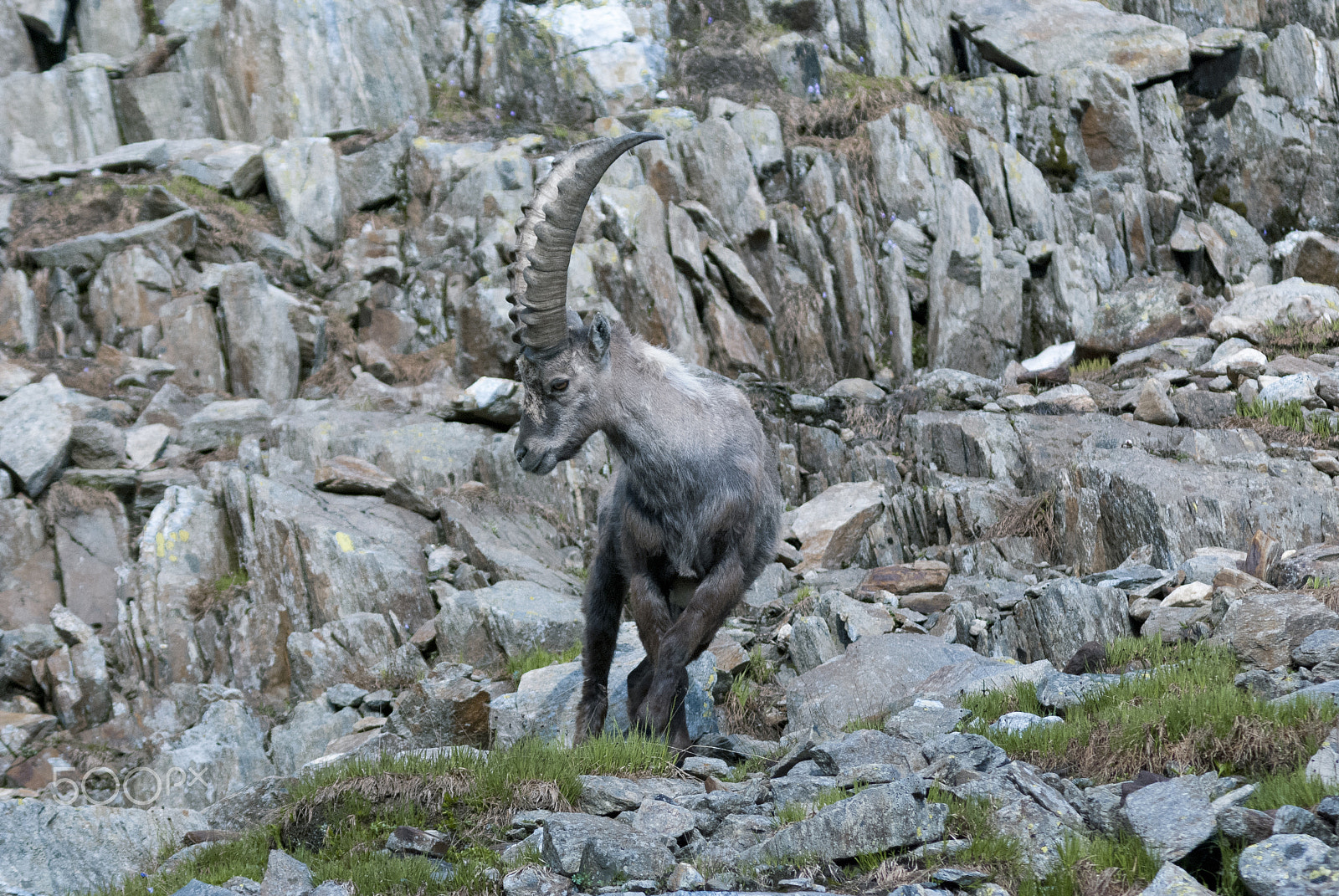 AF Zoom-Nikkor 75-300mm f/4.5-5.6 sample photo. Steinbock photography