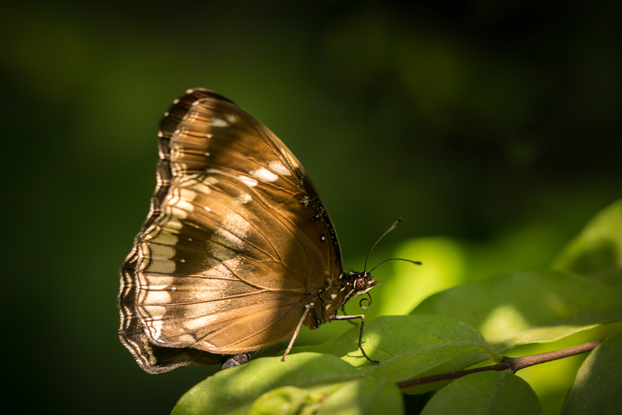 Sony a6000 + Tamron 18-270mm F3.5-6.3 Di II PZD sample photo. Butterfly photography