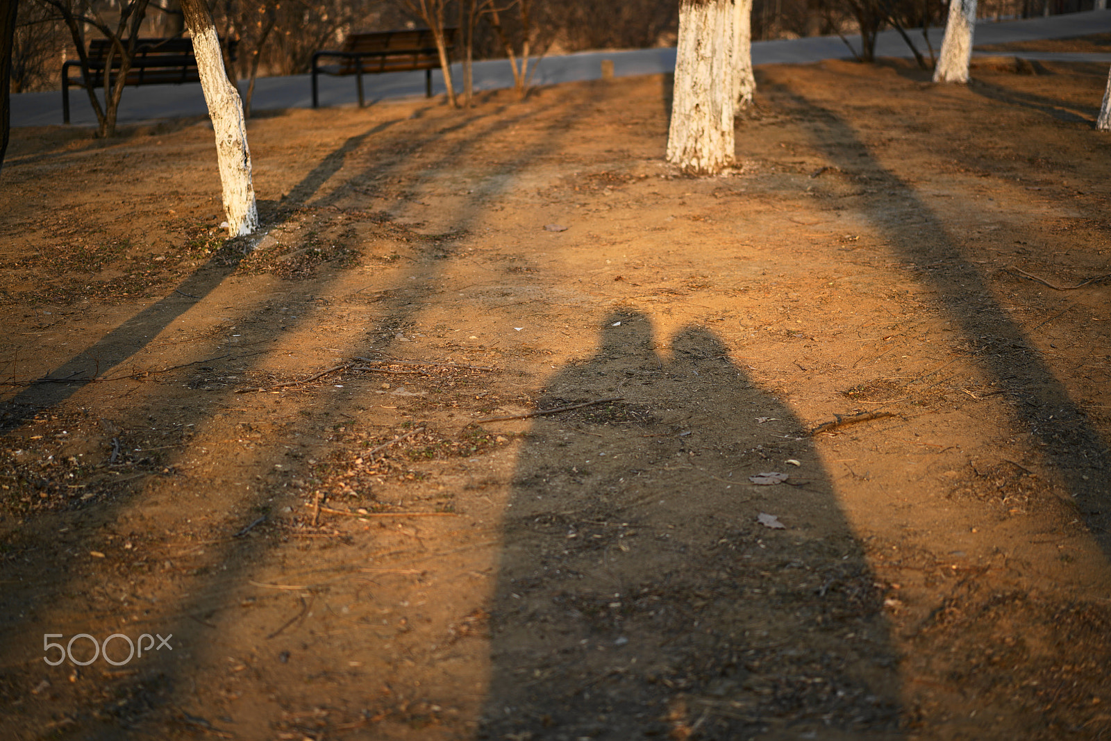 Sony a7R II + Sony Sonnar T* FE 55mm F1.8 ZA sample photo. 两个胖子 photography