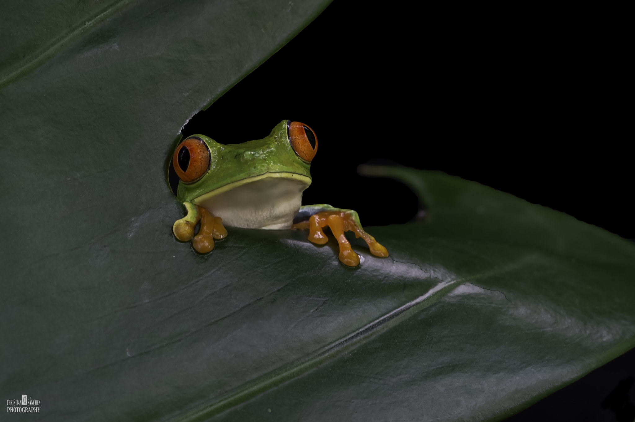 Nikon AF-S Micro-Nikkor 105mm F2.8G IF-ED VR sample photo. Red- eyed leaf frog photography