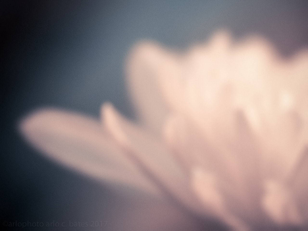 Olympus M.Zuiko Digital ED 60mm F2.8 Macro sample photo. 2017 365 arlophotochallenge 49-365 photography