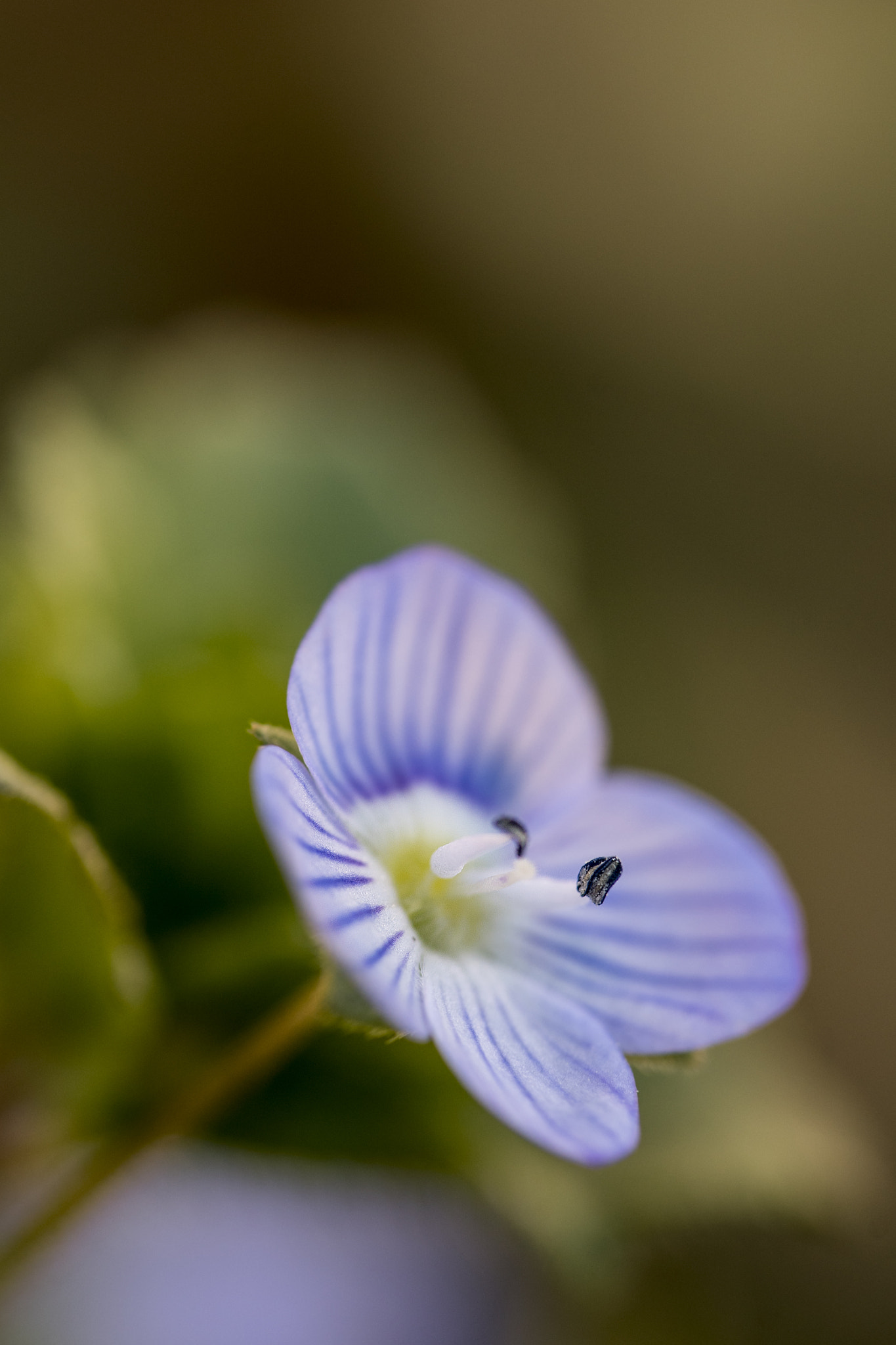 Nikon D750 sample photo. The blossoming of the blue flower photography