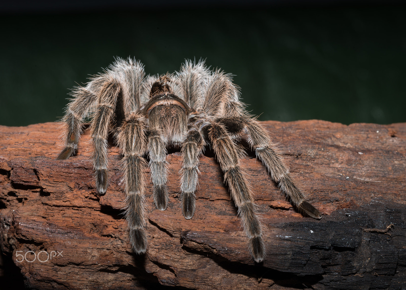 Nikon D800 sample photo. Chilean rose tarantula photography