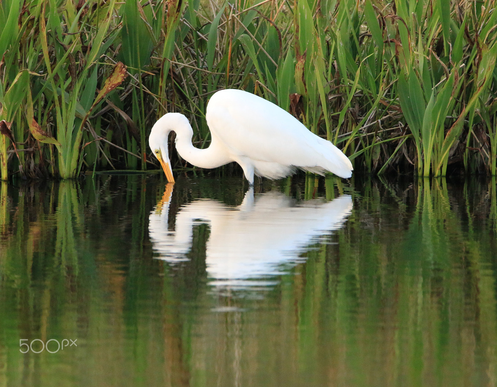 150-600mm F5-6.3 DG OS HSM | Contemporary 015 sample photo. Great white egret valentine photography