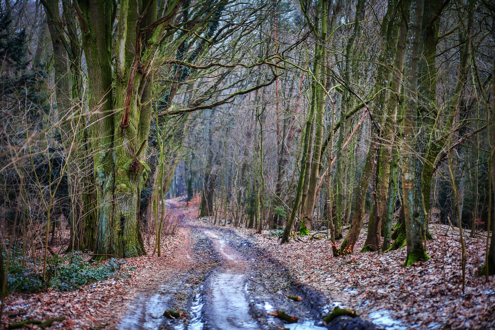 Canon EF 85mm F1.8 USM sample photo. Forest path photography